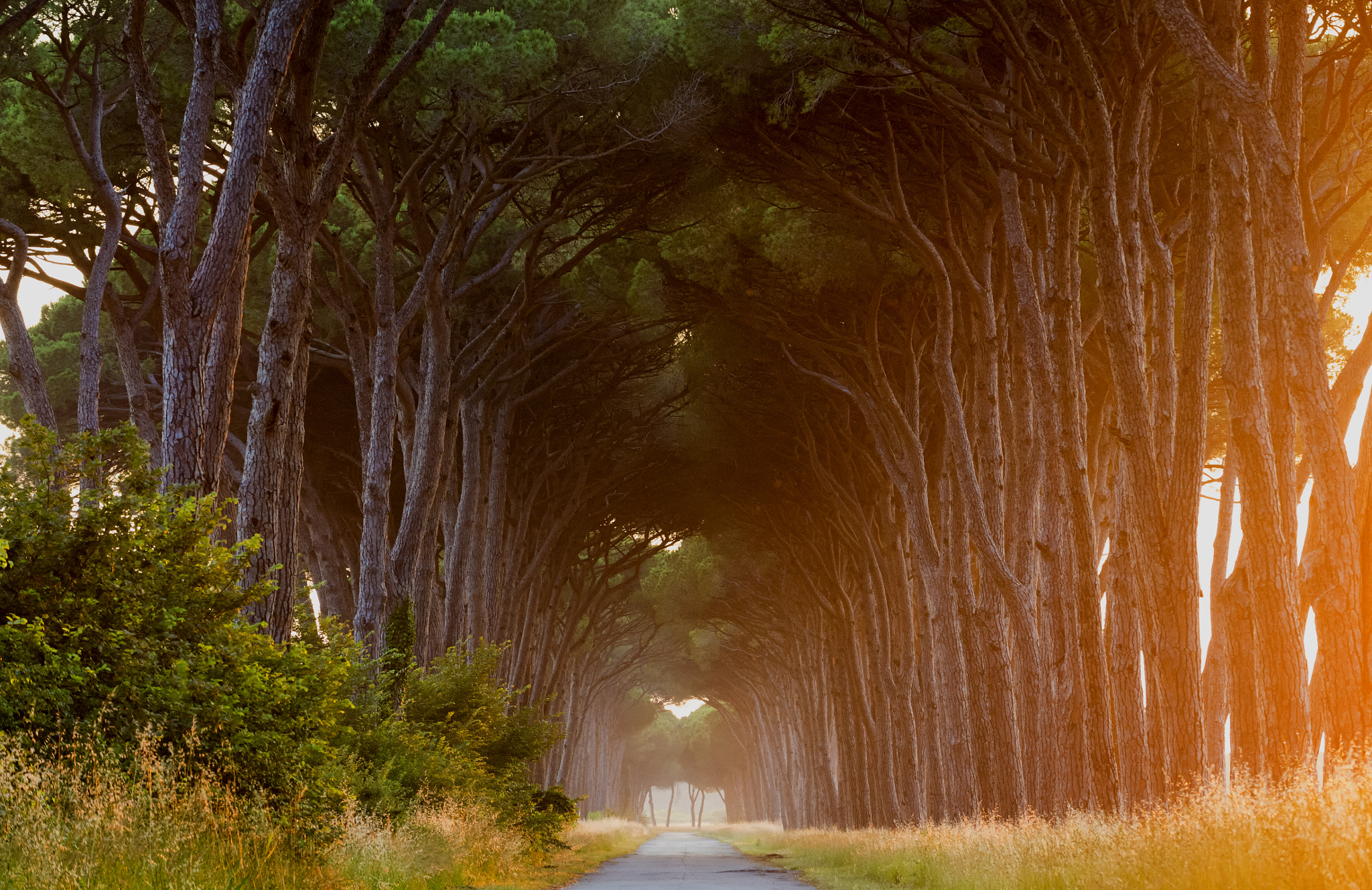 Nikon D4 sample photo. Path photography