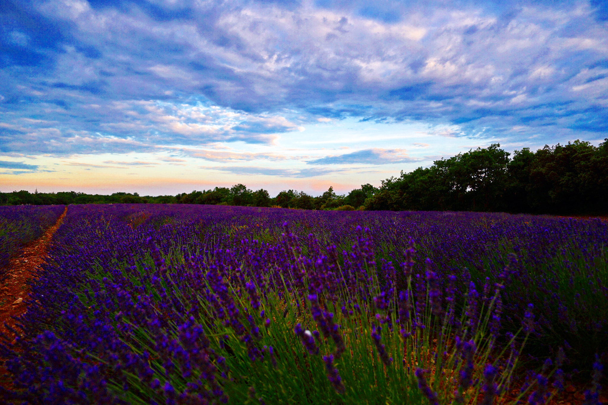 Sony a7 II + ZEISS Touit 12mm F2.8 sample photo. Lavander photography