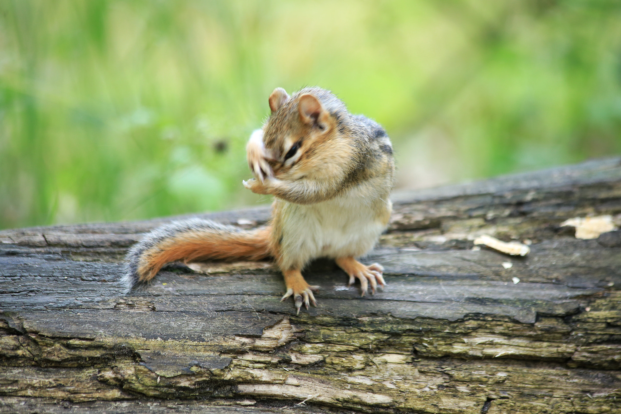 Canon EF 70-300mm F4-5.6 IS USM sample photo