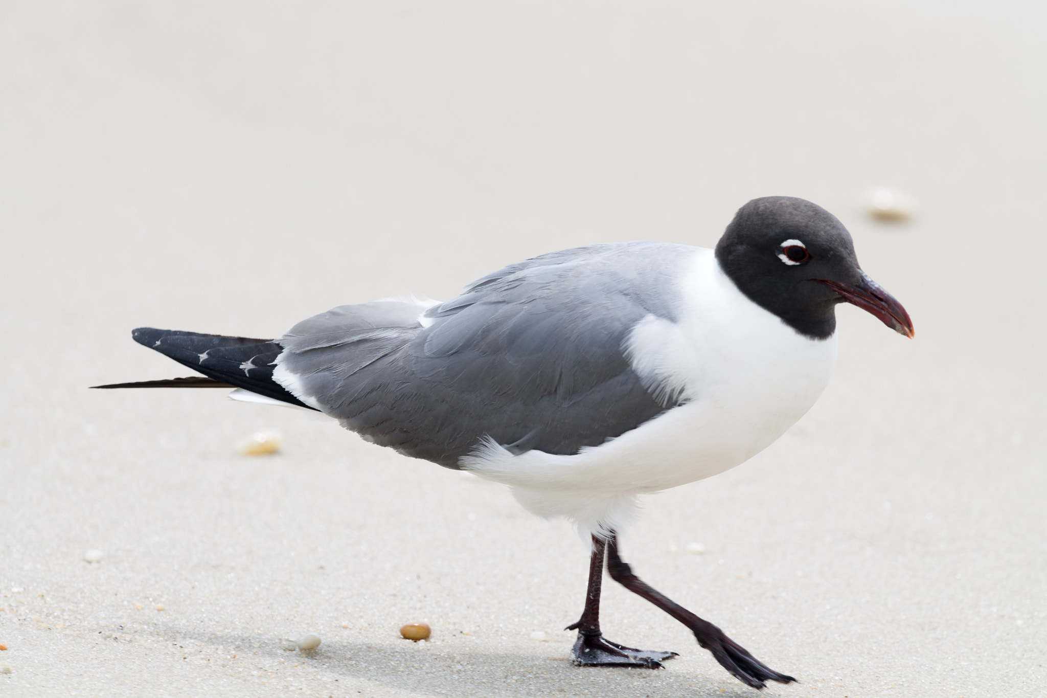 Canon EF 100-400mm F4.5-5.6L IS USM sample photo. Laughing gull photography