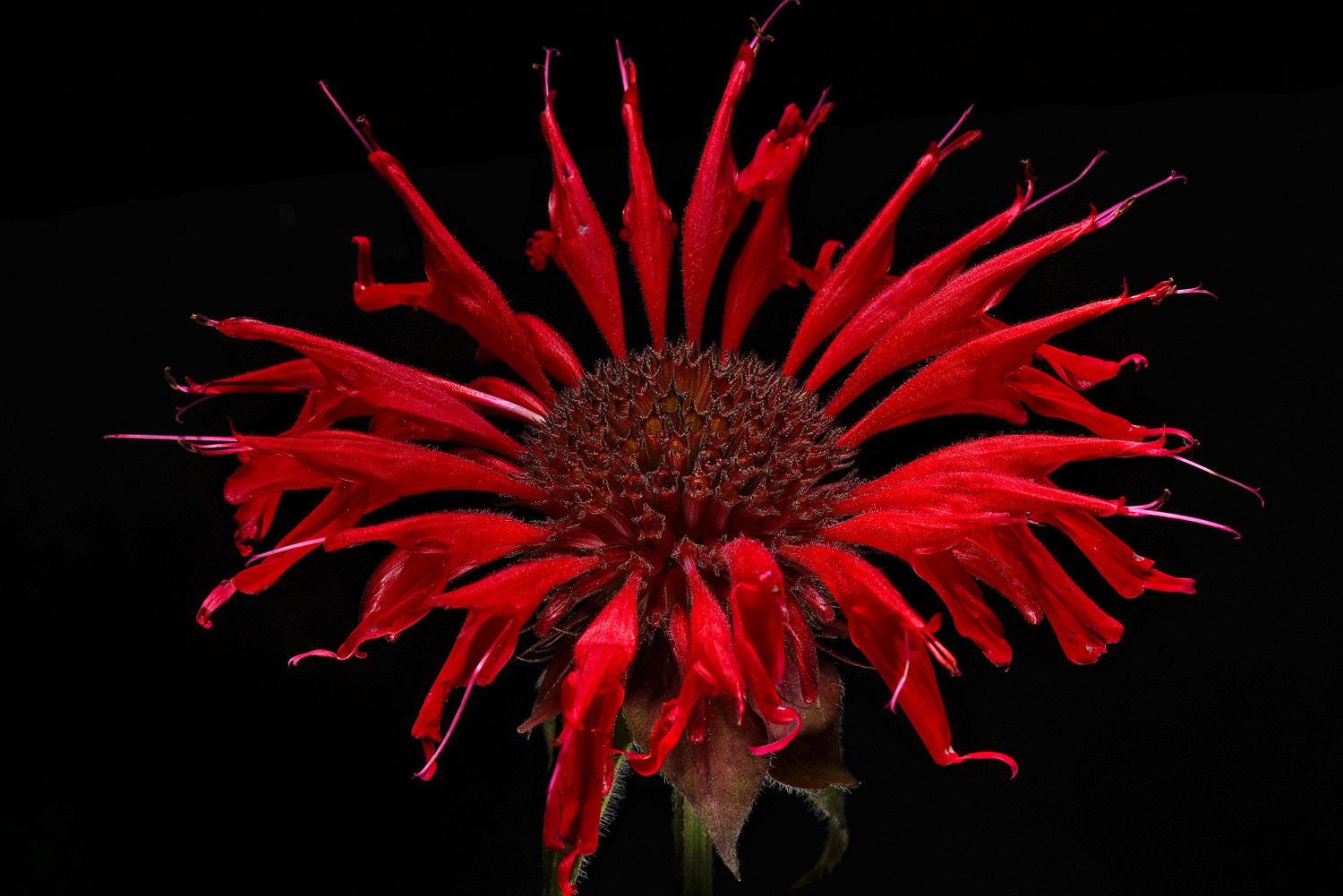 100mm F2.8 SSM sample photo. Bee balm crown photography