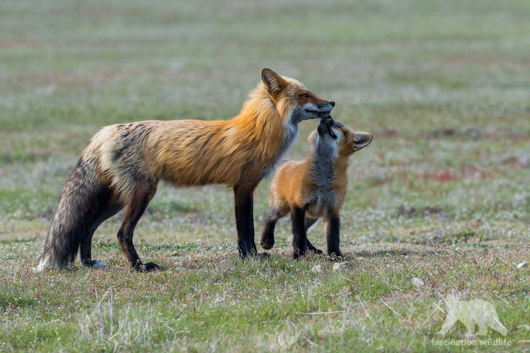 Sigma 150-600mm F5-6.3 DG OS HSM | S sample photo. Welcome dad... photography