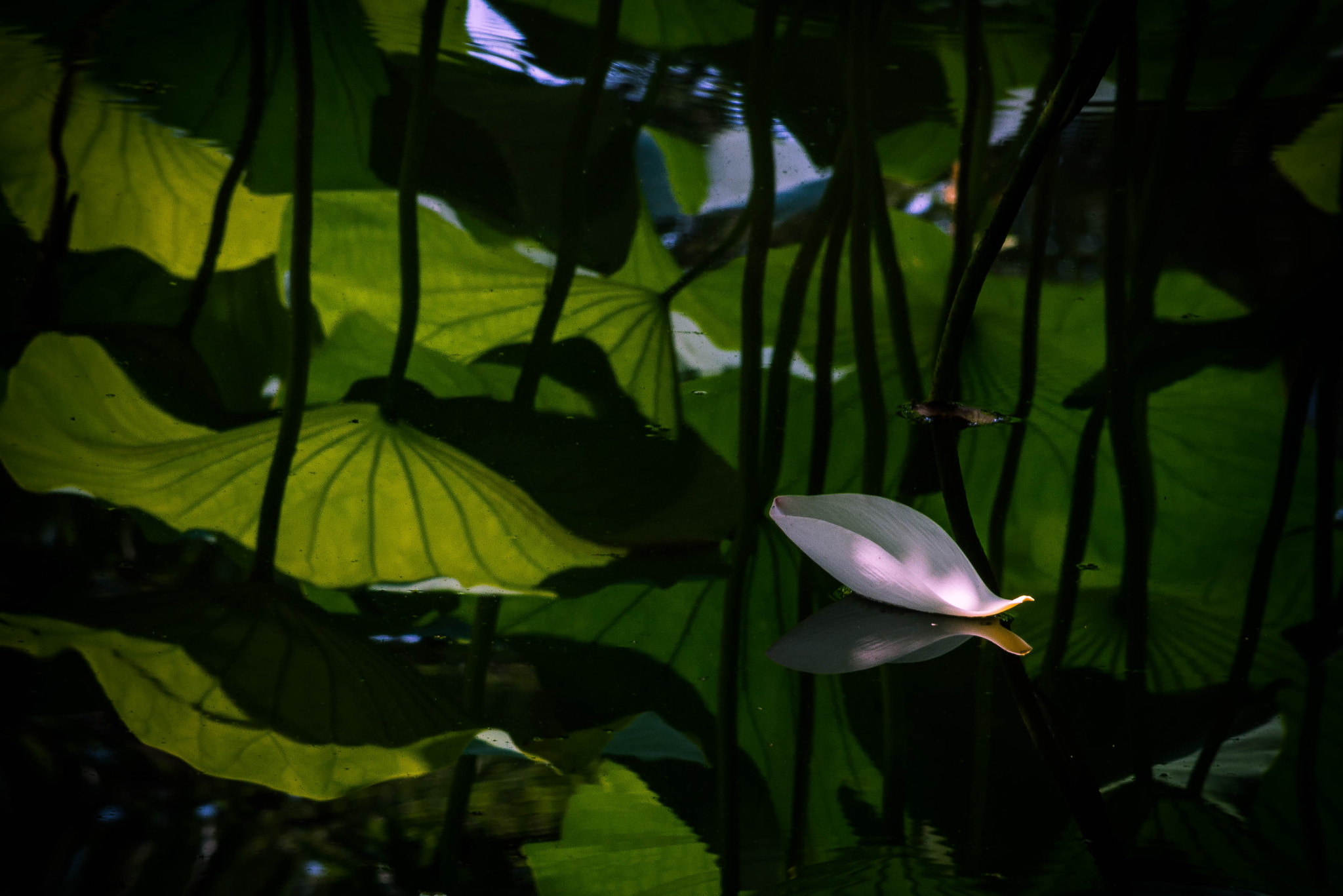 Sigma 70-300mm F4-5.6 APO DG Macro sample photo. Hitohira photography