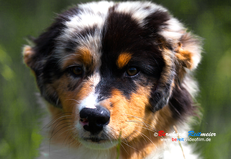 Canon EF 70-200mm F2.8L IS II USM sample photo. Australian shepherd photography