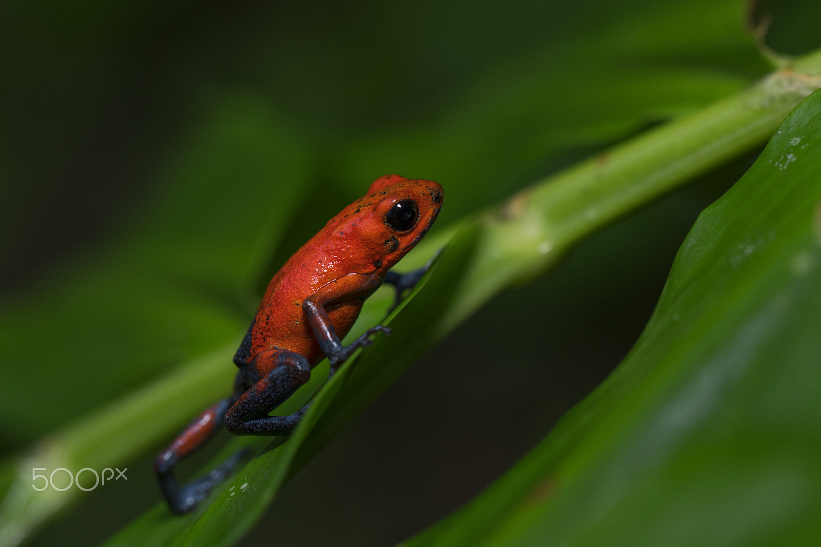 Nikon D500 sample photo. Strawberry poison dark forg photography
