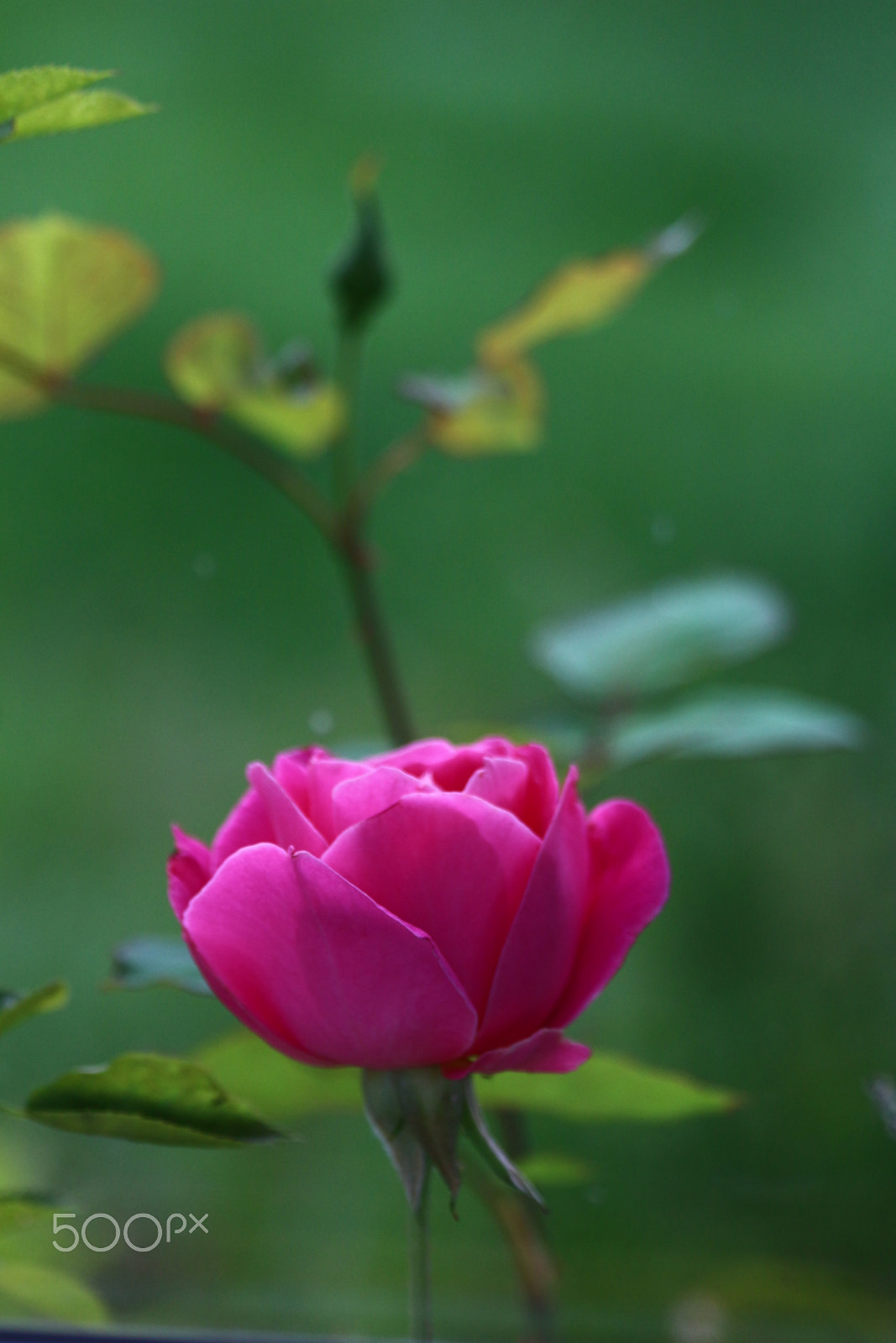 Canon EF 70-300mm F4-5.6 IS USM sample photo. Pink is the colour of the day photography