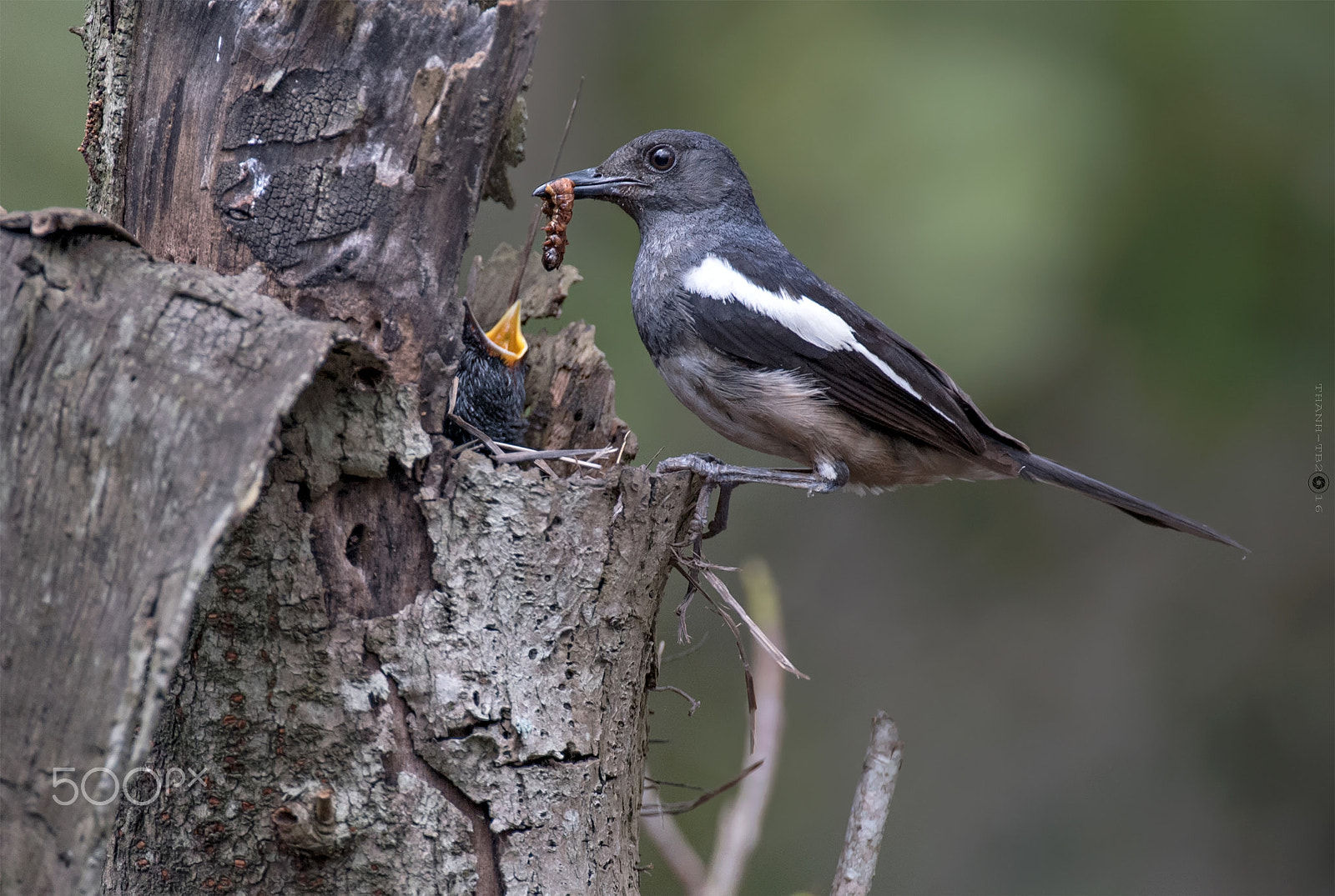 Nikon D750 + Nikon AF-S Nikkor 600mm F4D ED-IF II sample photo