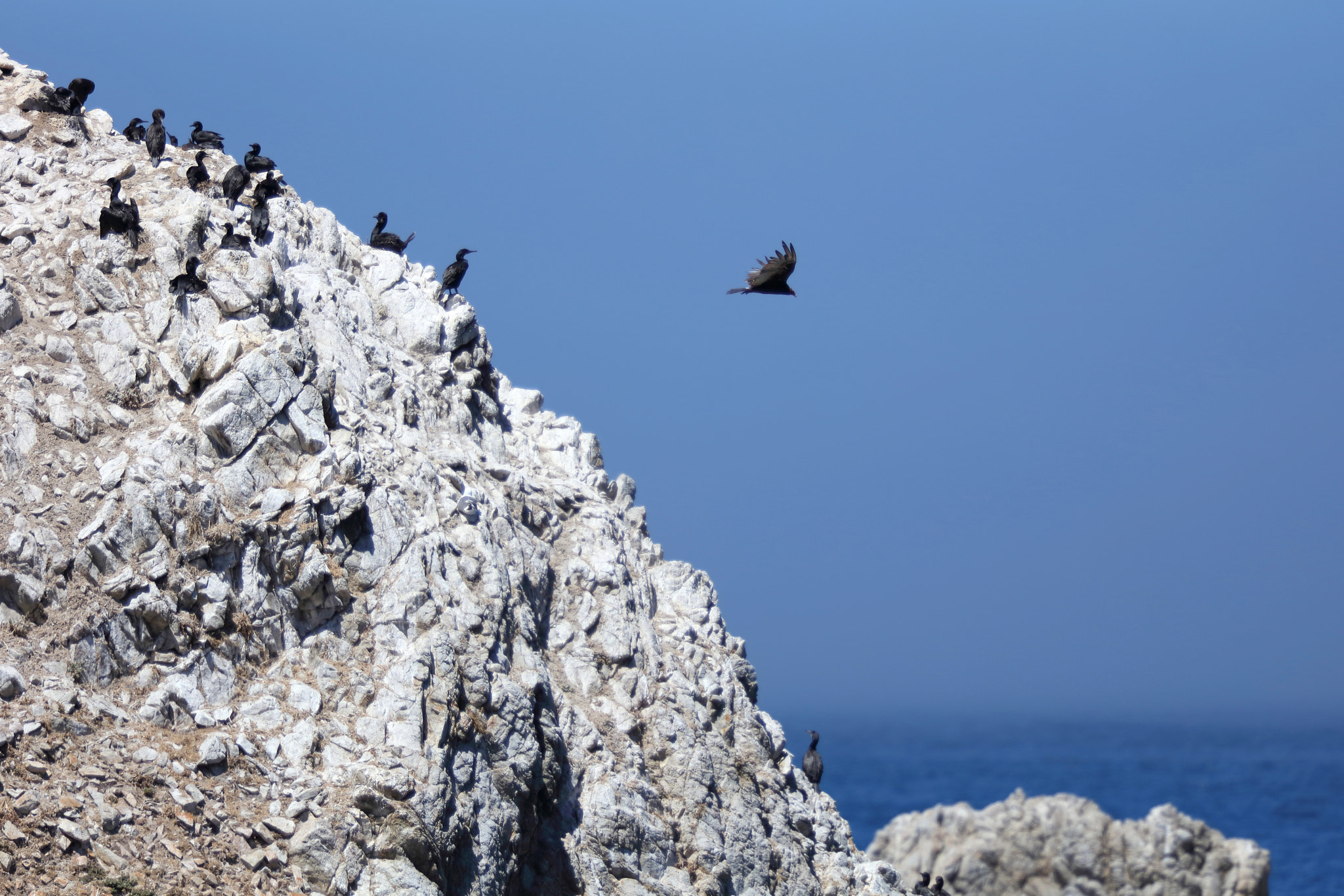 Canon EF 200mm F2L IS USM sample photo. Brandt's cormorants and turkey vulture photography