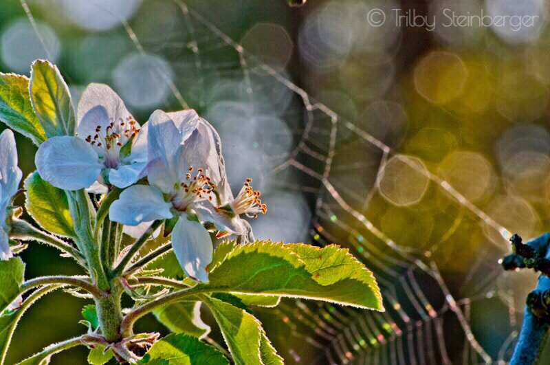 Nikon D300S sample photo. Blossoming photography