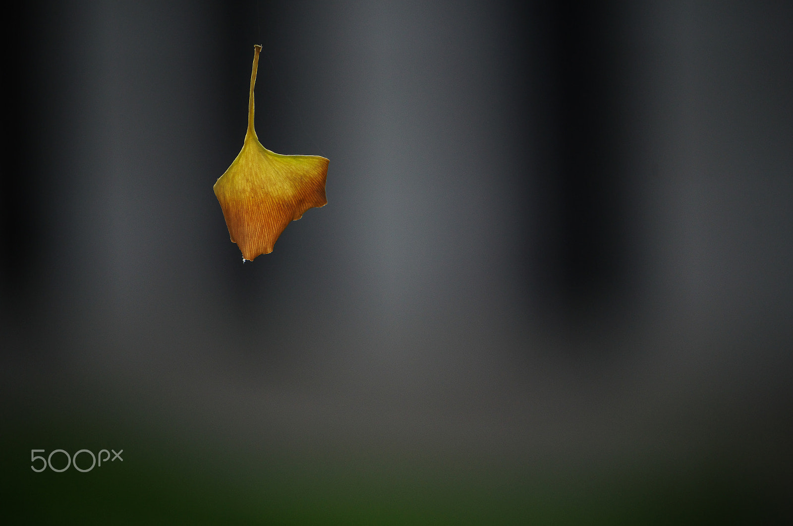 Pentax smc DA 50-200mm F4-5.6 ED sample photo. Hanging on net photography