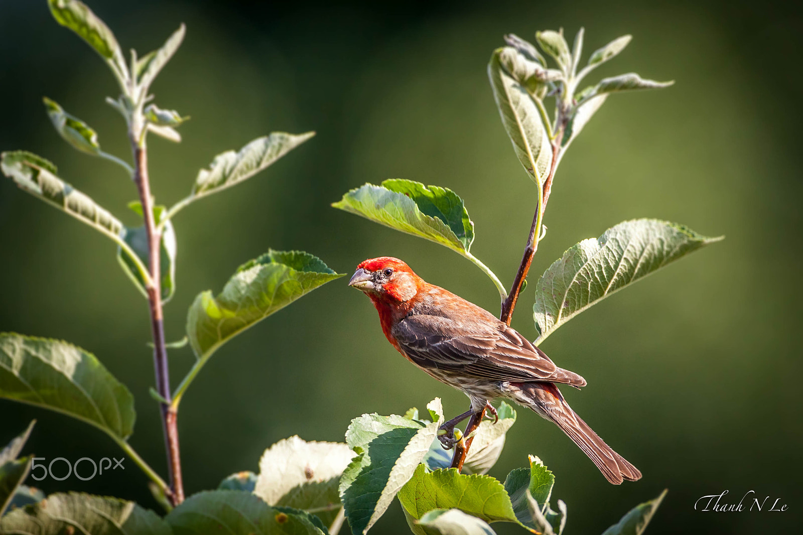 Canon EF 500mm F4L IS USM sample photo. Finch photography