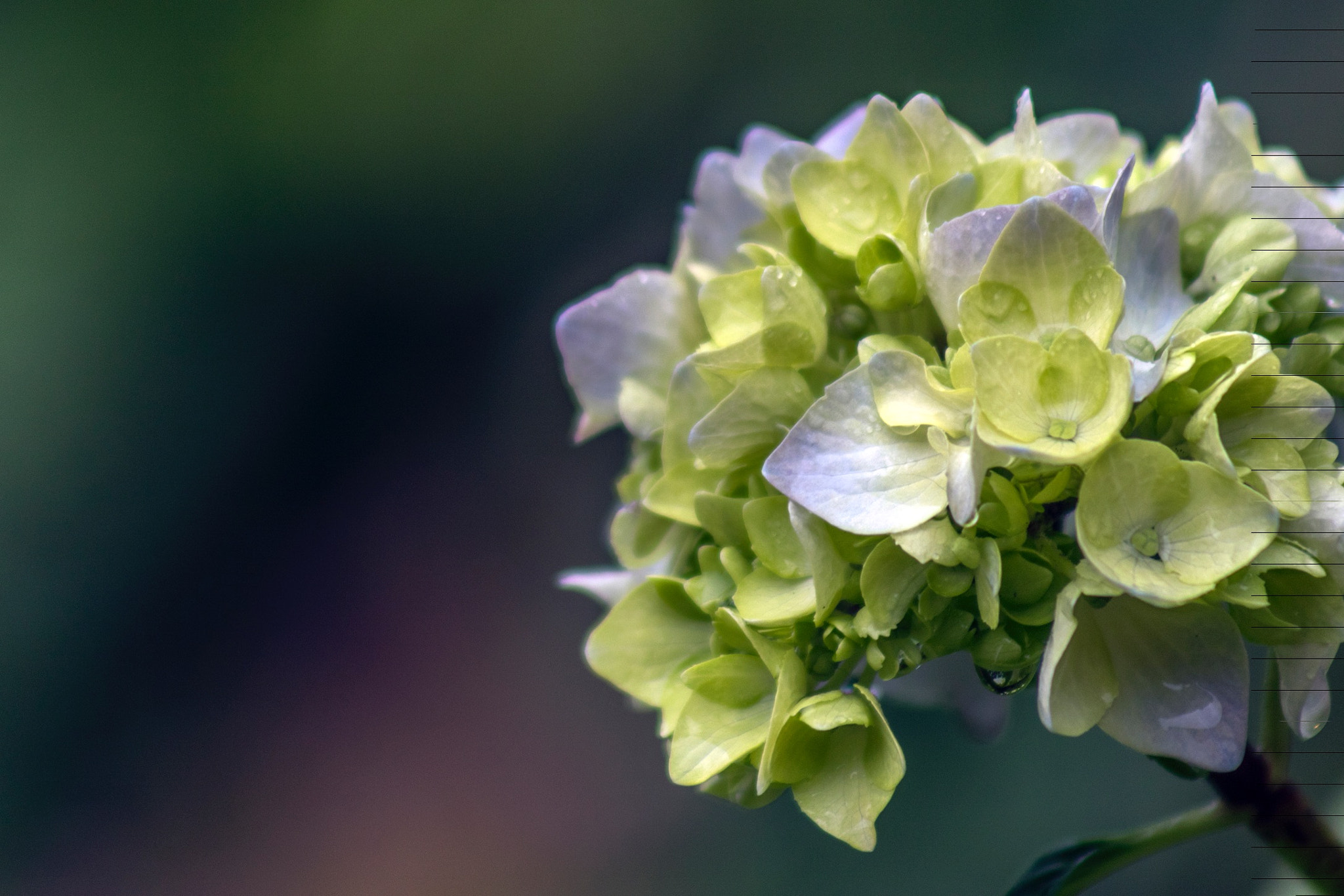 Canon EF 75-300mm f/4-5.6 USM sample photo. Hydrangea photography