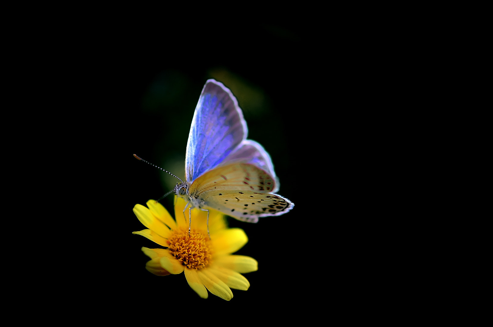 Pentax K-50 + Pentax smc D-FA 100mm F2.8 Macro WR sample photo. Butterfly photography