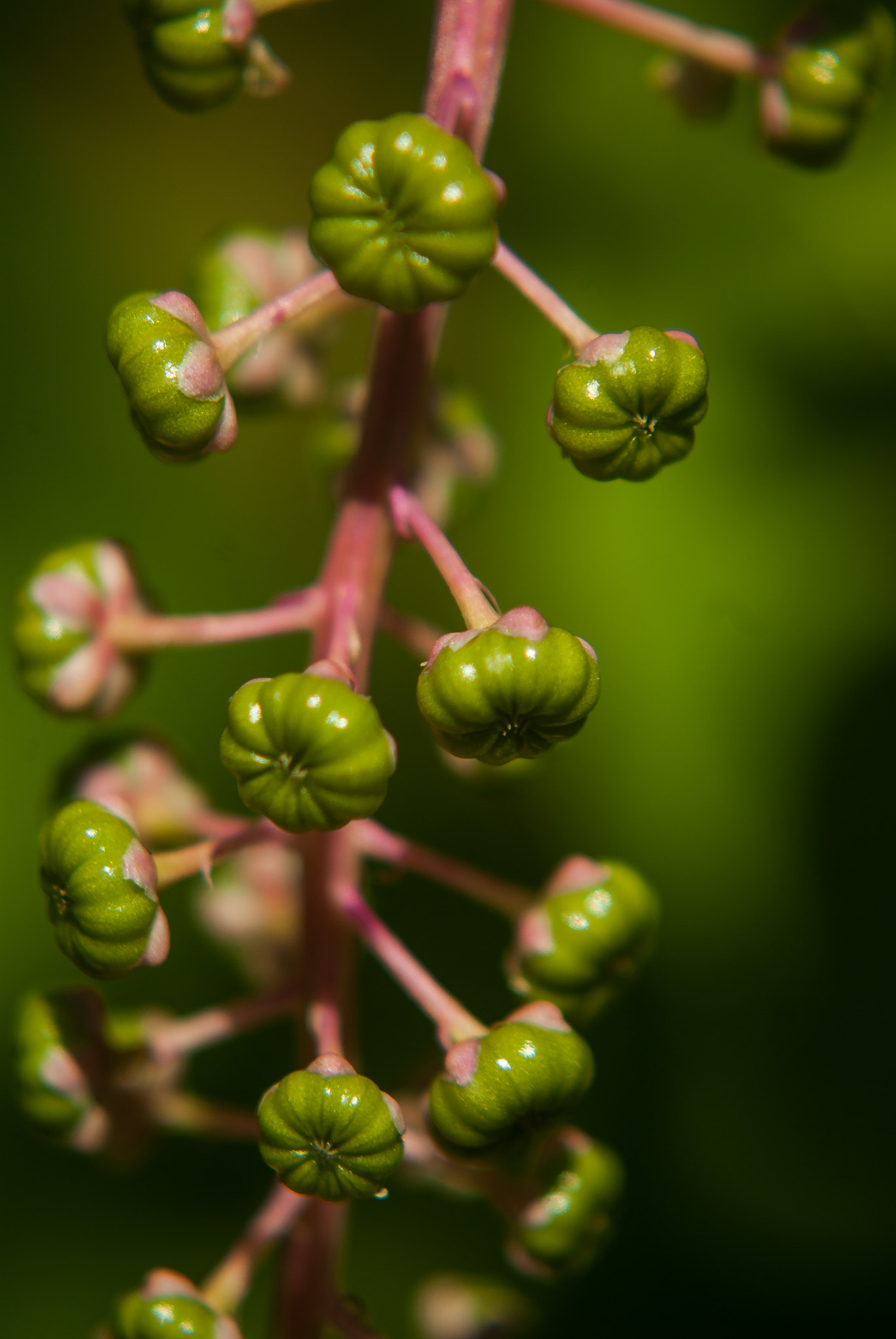 Pentax K10D + A Series Lens sample photo. Funky photography