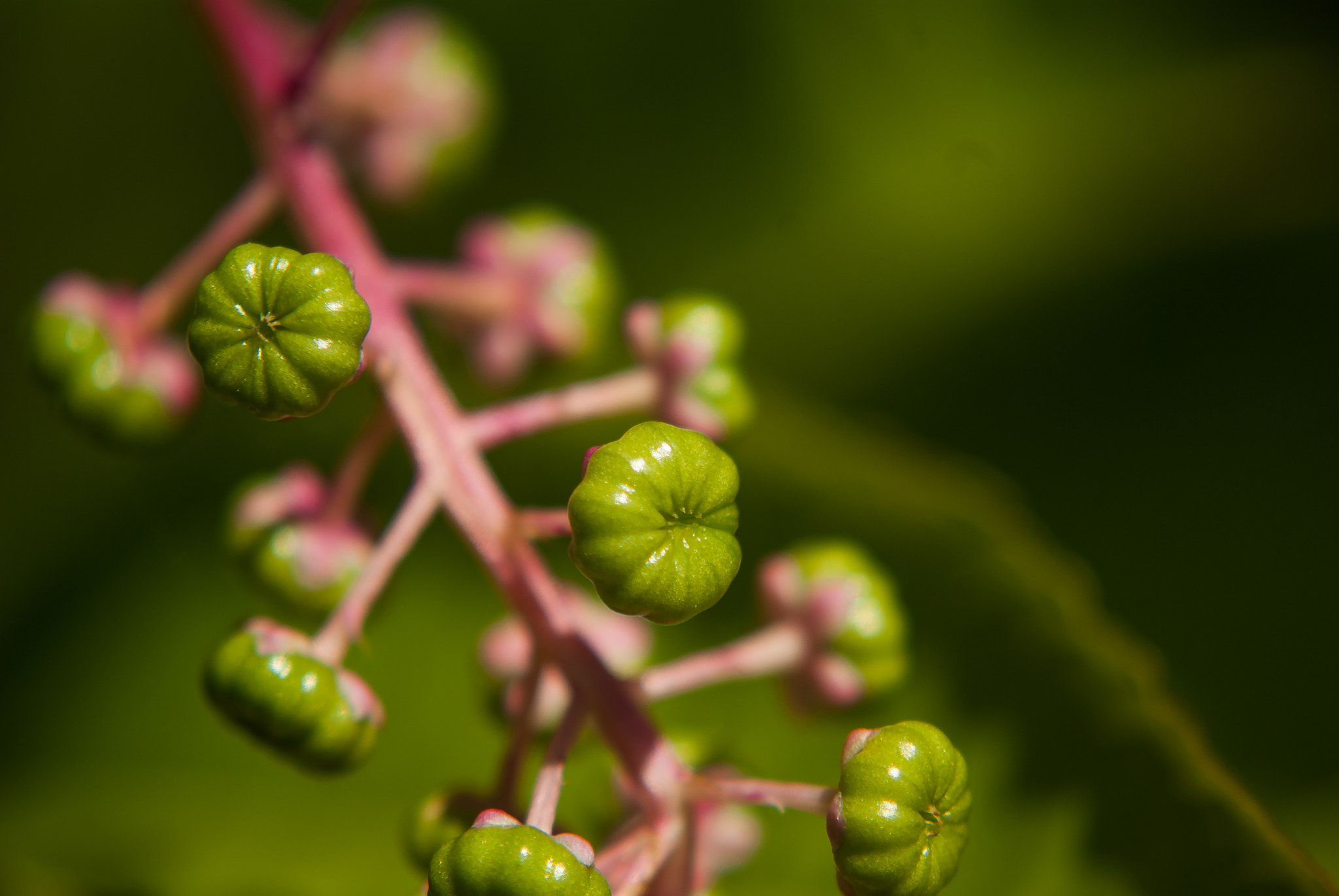 Pentax K10D + A Series Lens sample photo. Funky photography
