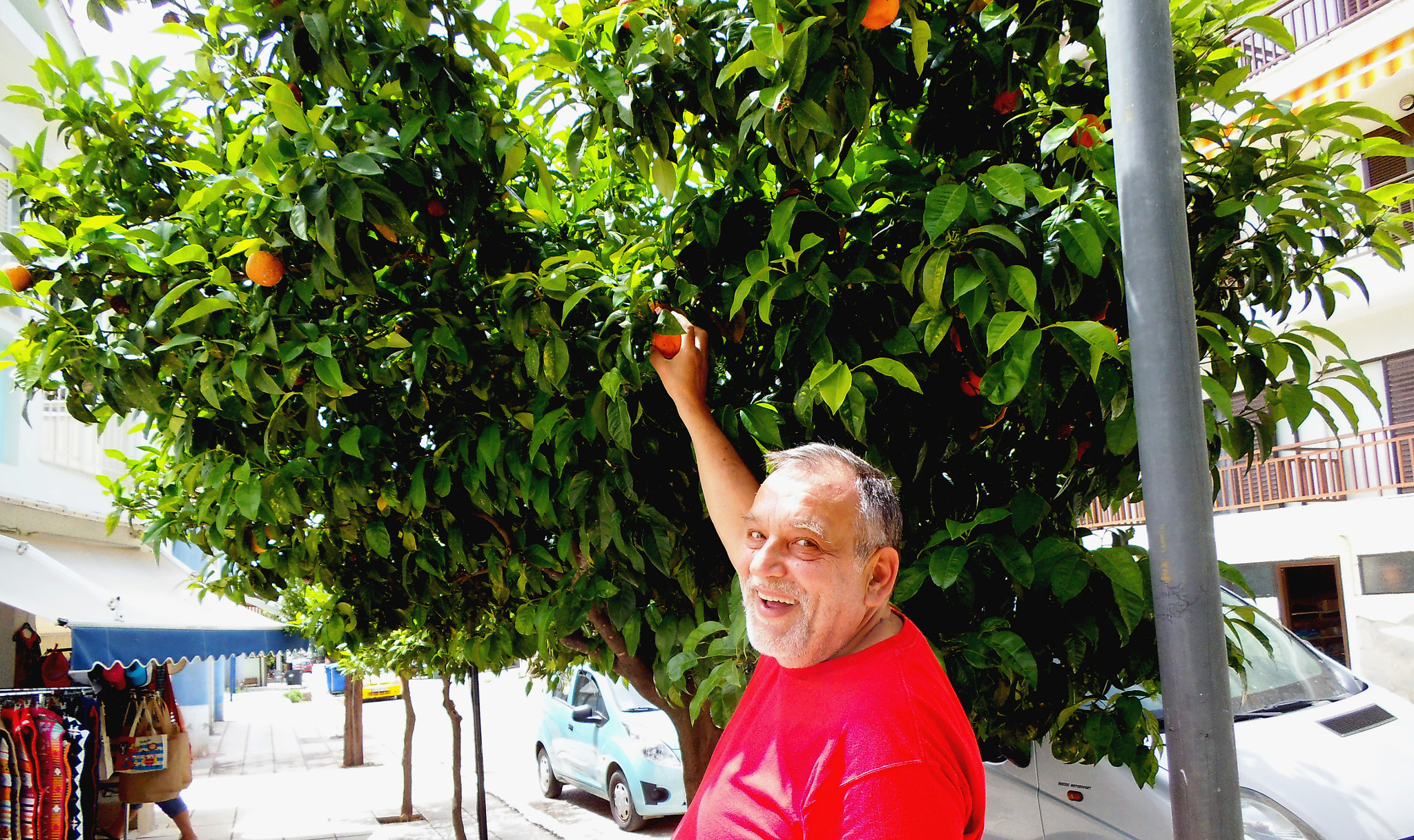 Fujifilm FinePix JZ250/JZ260 sample photo. In metamorfosi the streets are decorated with orange trees photography