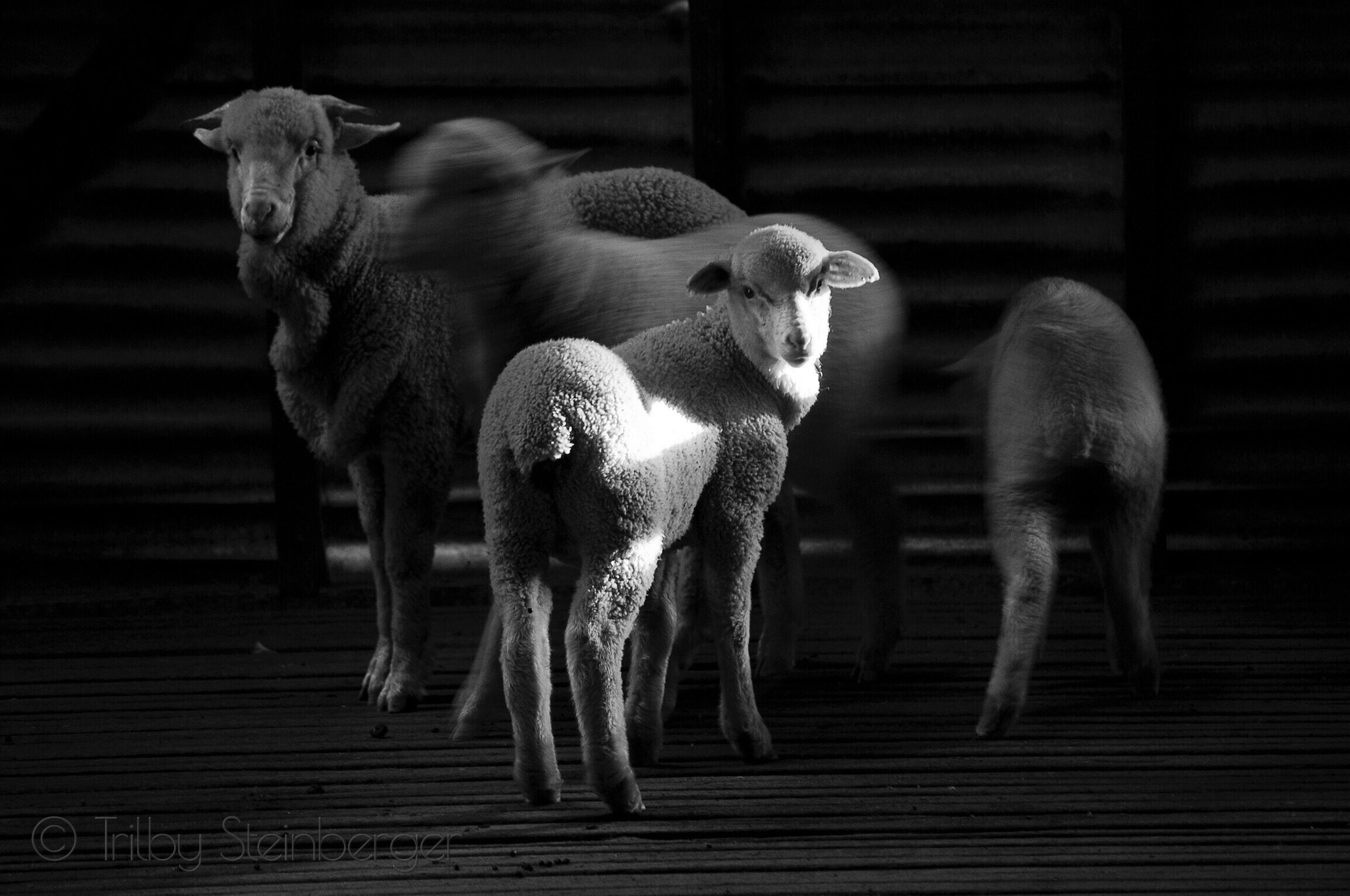 Nikon D300S sample photo. The chosen one photography