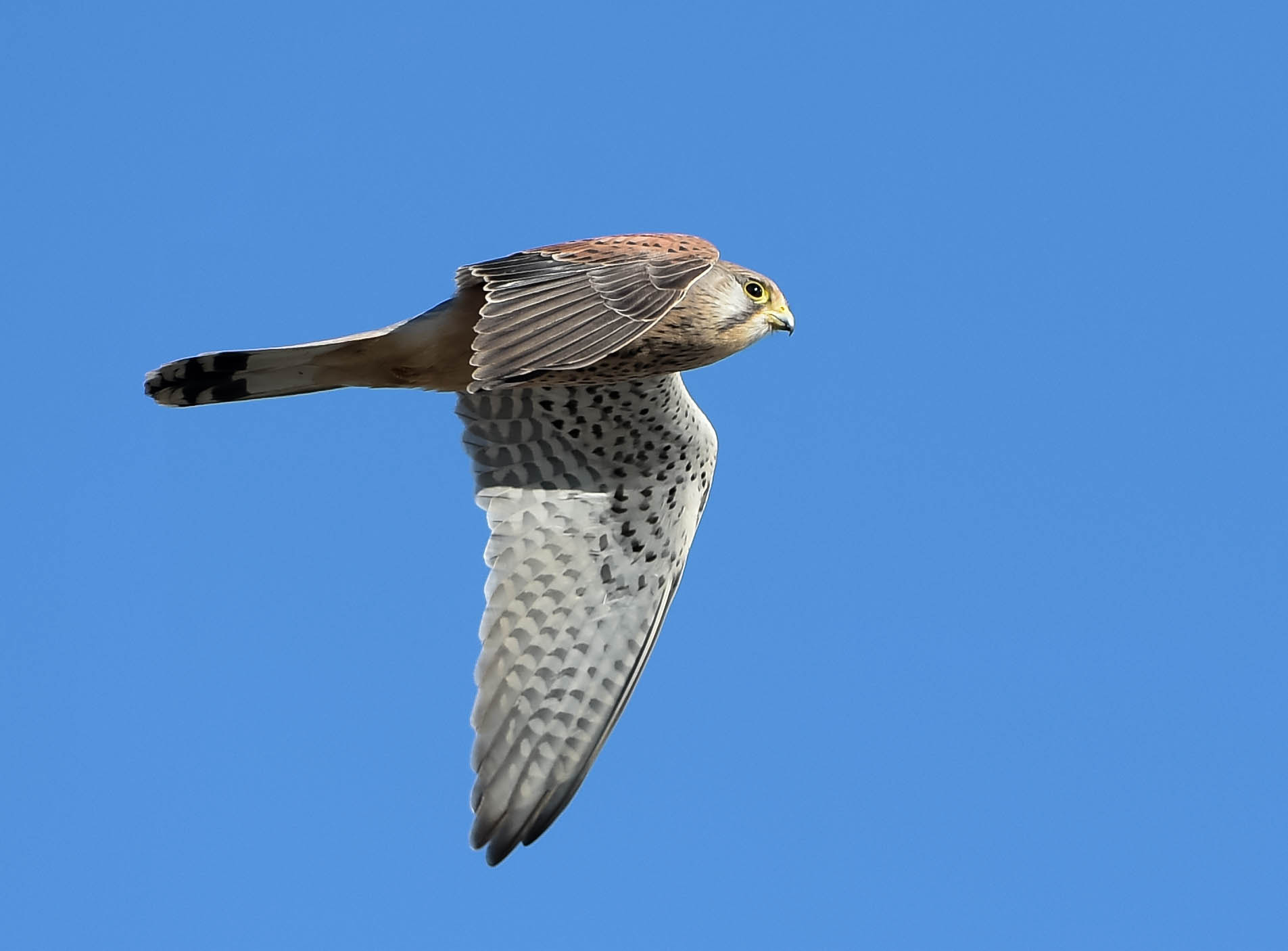 Nikon AF-S Nikkor 300mm F2.8G ED VR II sample photo. Kestrel fly by. photography
