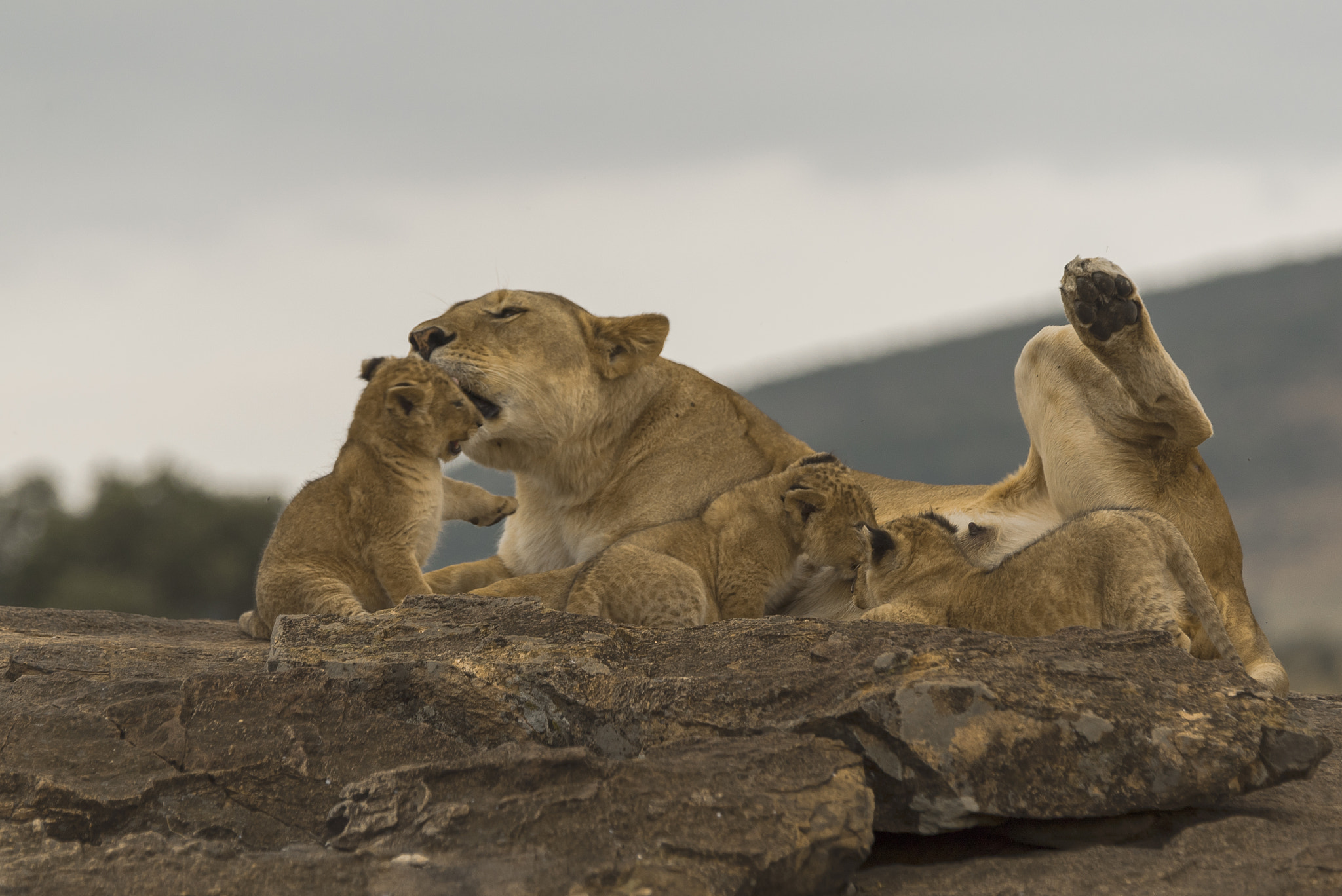 Sony a7S + Sony 70-400mm F4-5.6 G SSM II sample photo. Masai mara-kenya photography