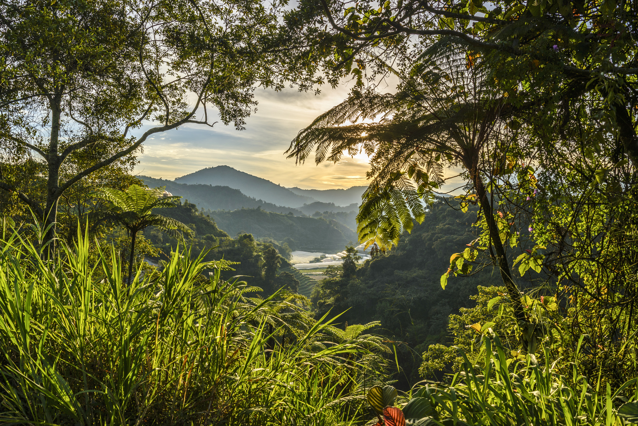 AF Zoom-Nikkor 28-80mm f/3.3-5.6G sample photo. Deep in the forest photography