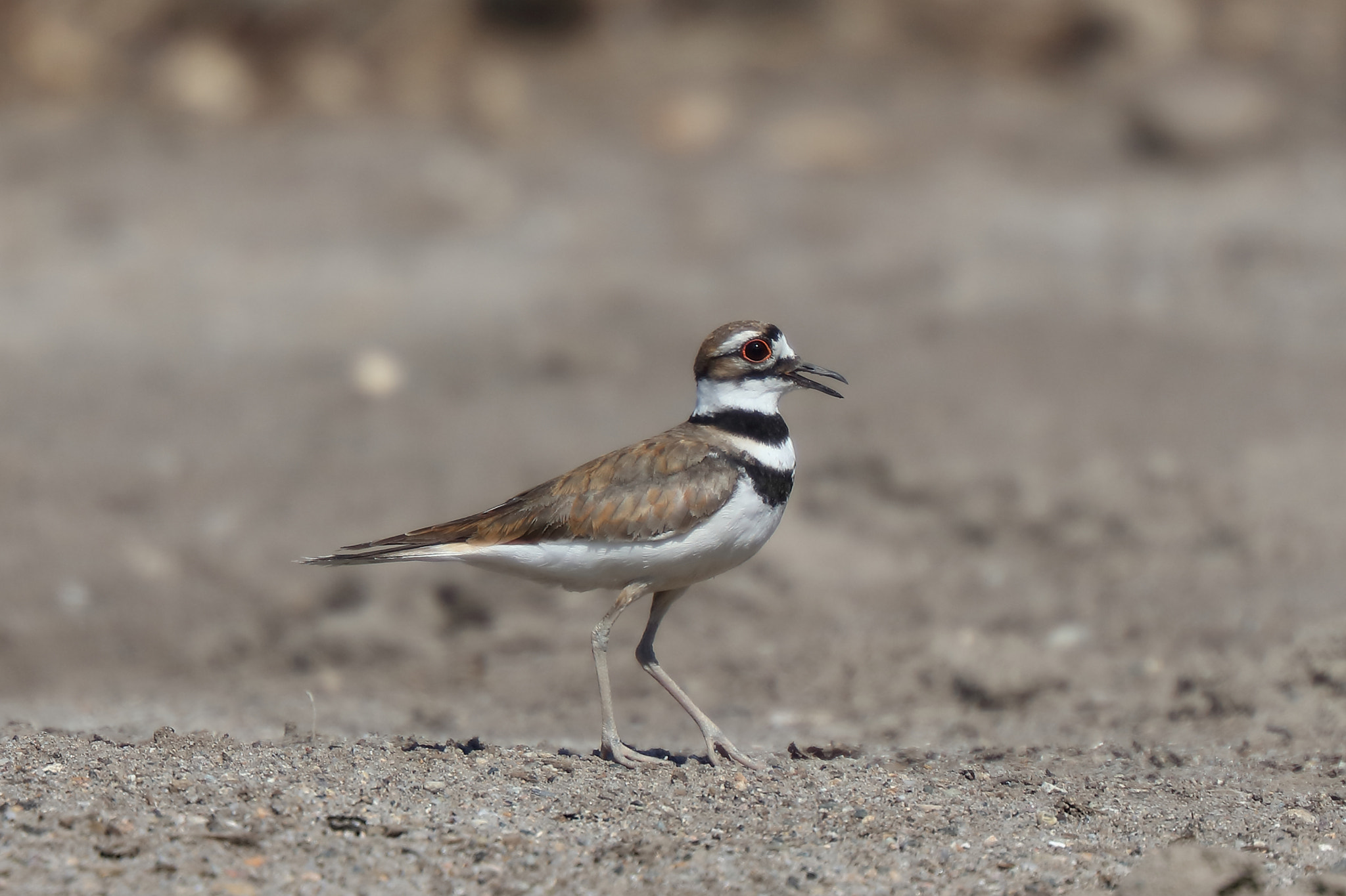 Canon EF 200mm F2L IS USM sample photo. Kildeer photography