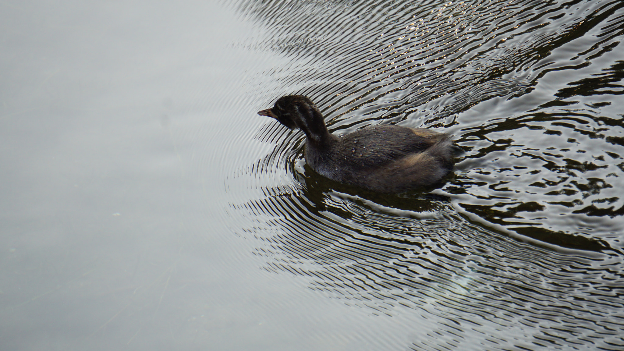 Sony E 55-210mm F4.5-6.3 OSS sample photo. 圆明园里的秧鸡 photography