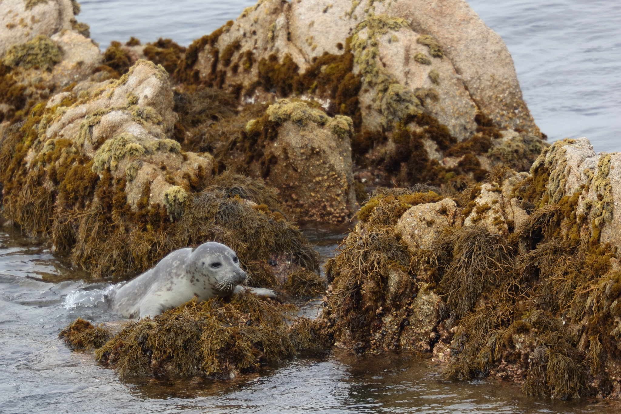 Canon EF 200mm F2L IS USM sample photo. Harbor seal photography