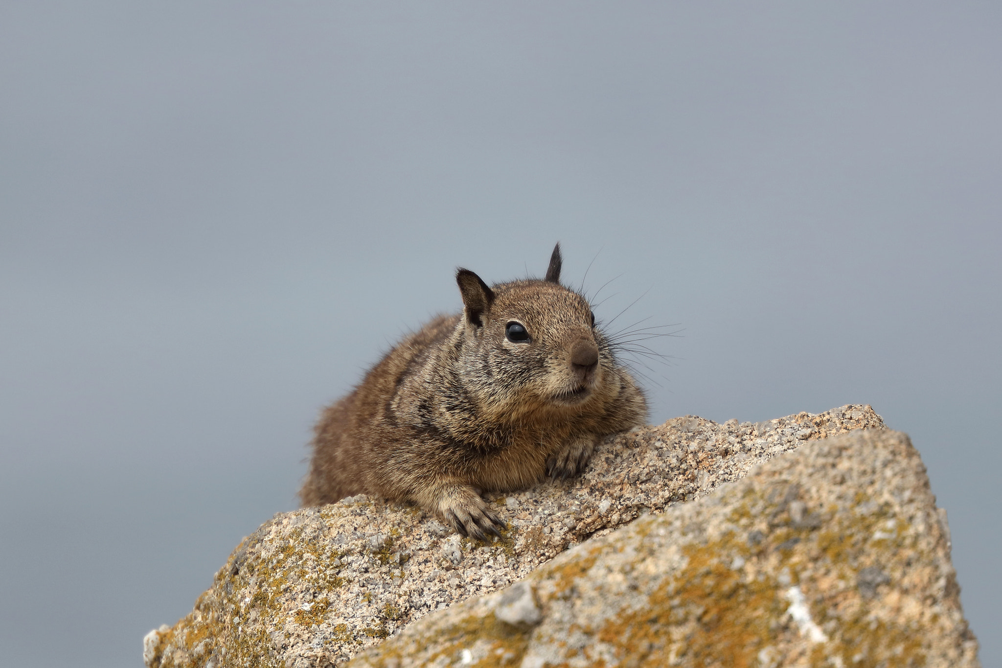 Canon EOS 5DS R + Canon EF 200mm F2L IS USM sample photo. California ground squirrel photography