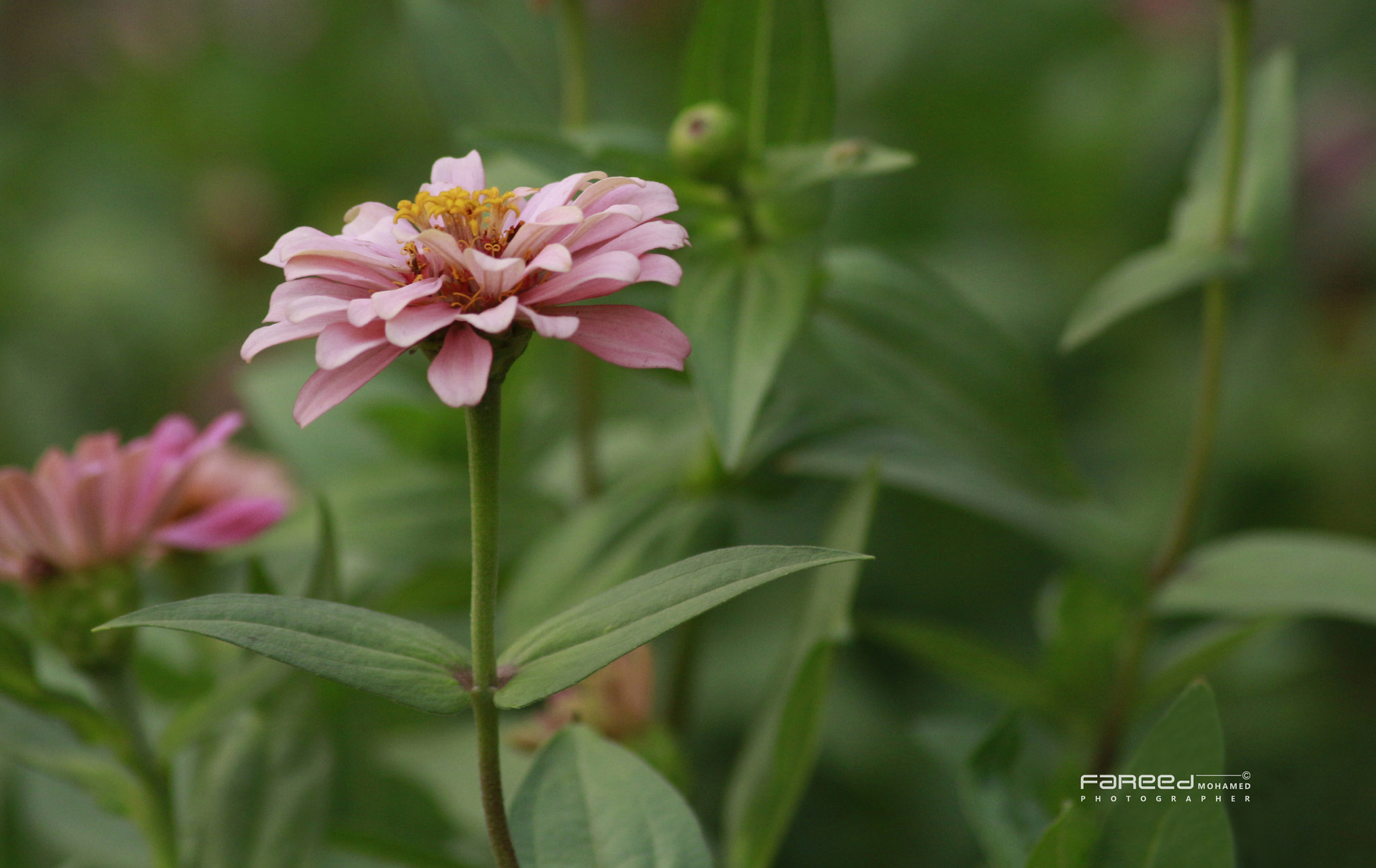 Canon EOS 650D (EOS Rebel T4i / EOS Kiss X6i) sample photo