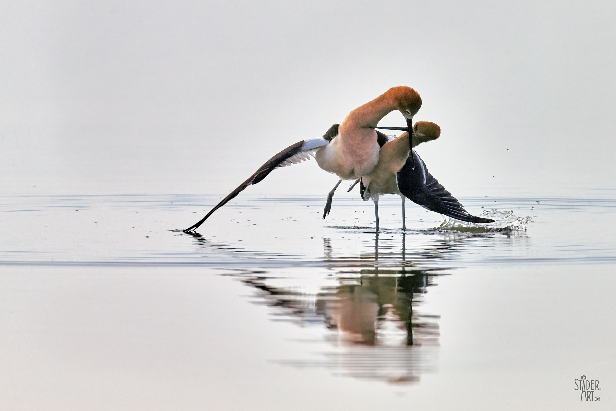 Canon EF 400mm F2.8L IS II USM sample photo. Water dance photography