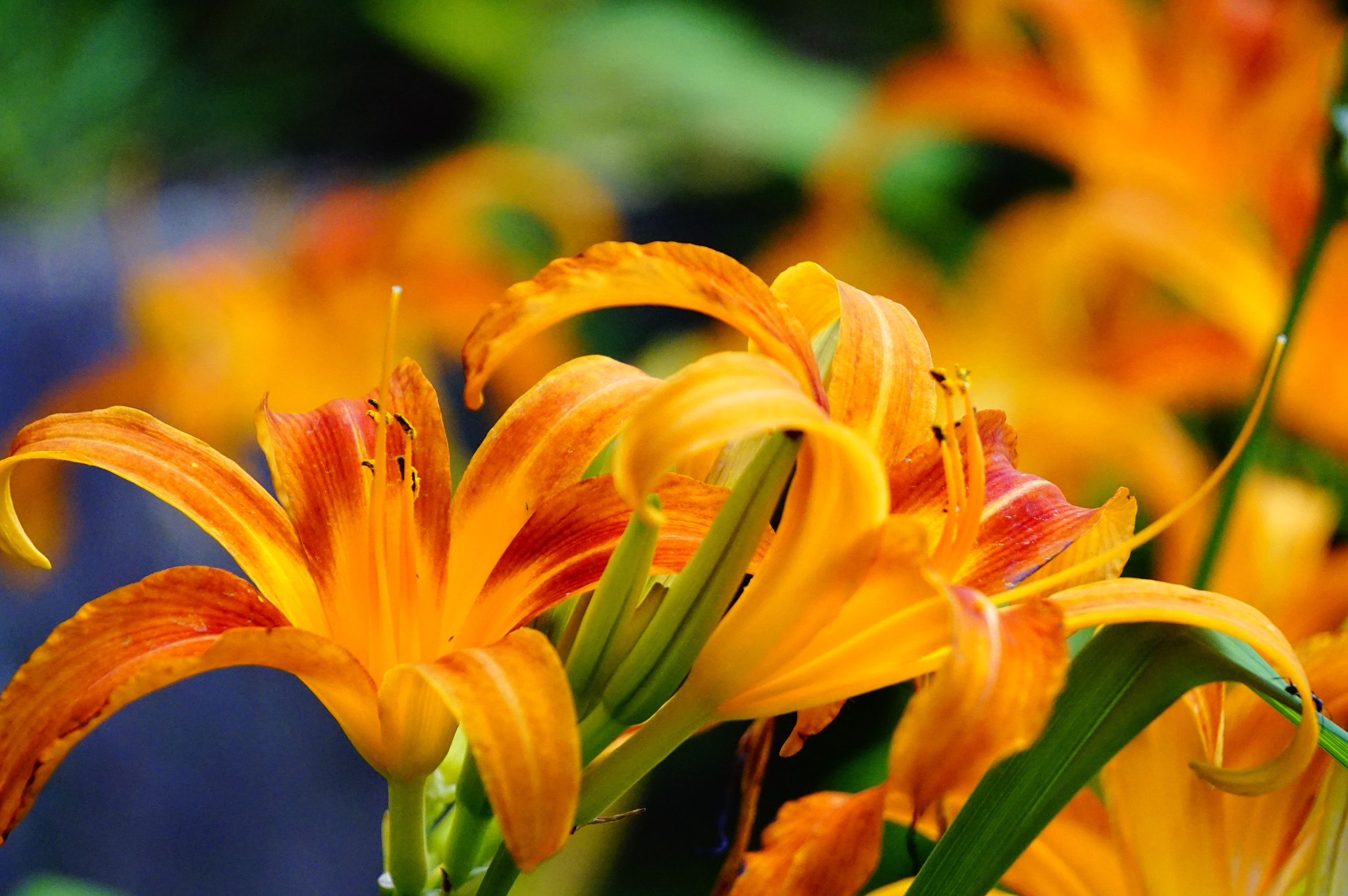 Sony E 55-210mm F4.5-6.3 OSS sample photo. 百合。 photography