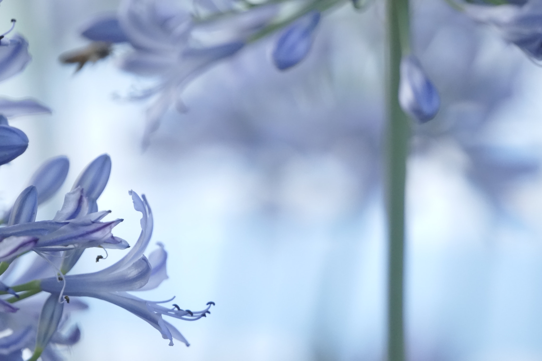 Sony E 55-210mm F4.5-6.3 OSS sample photo. アガパンサス。 photography