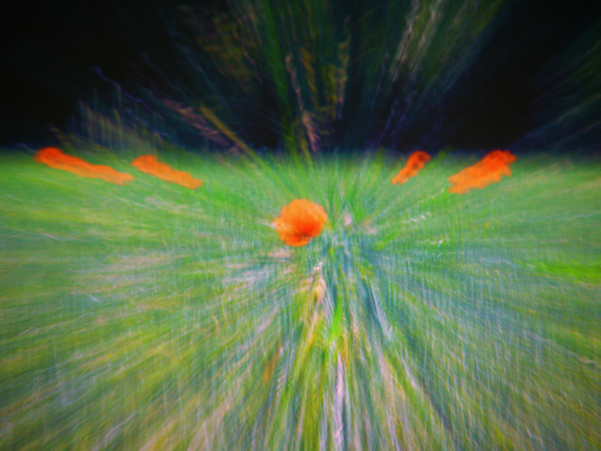Canon EF-S 55-250mm F4-5.6 IS STM sample photo. Field poppy photography