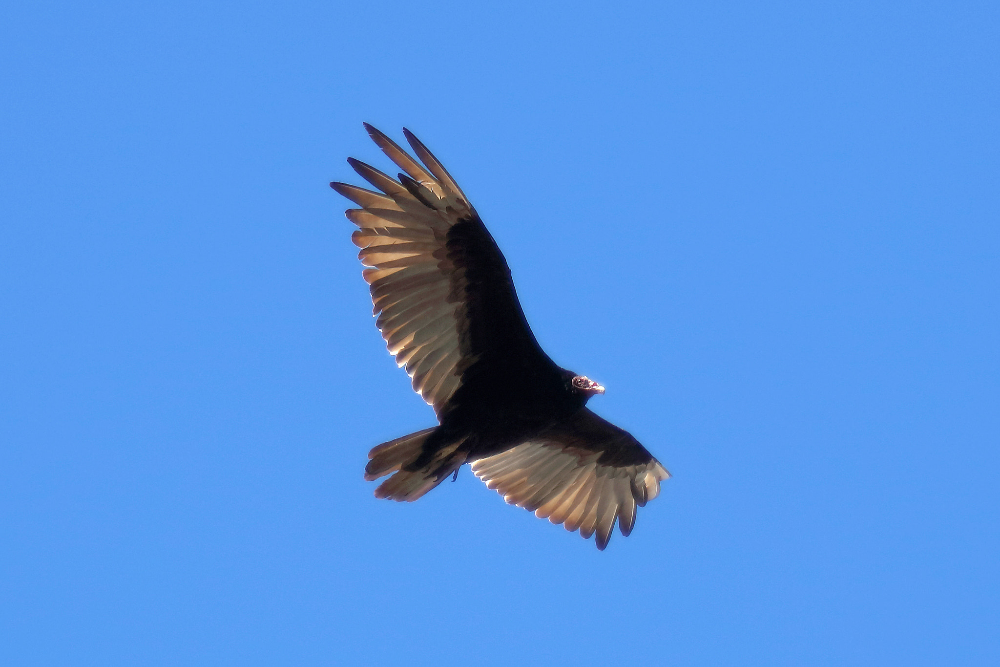 Canon EOS 5DS R + Canon EF 200mm F2L IS USM sample photo. Turkey vulture photography