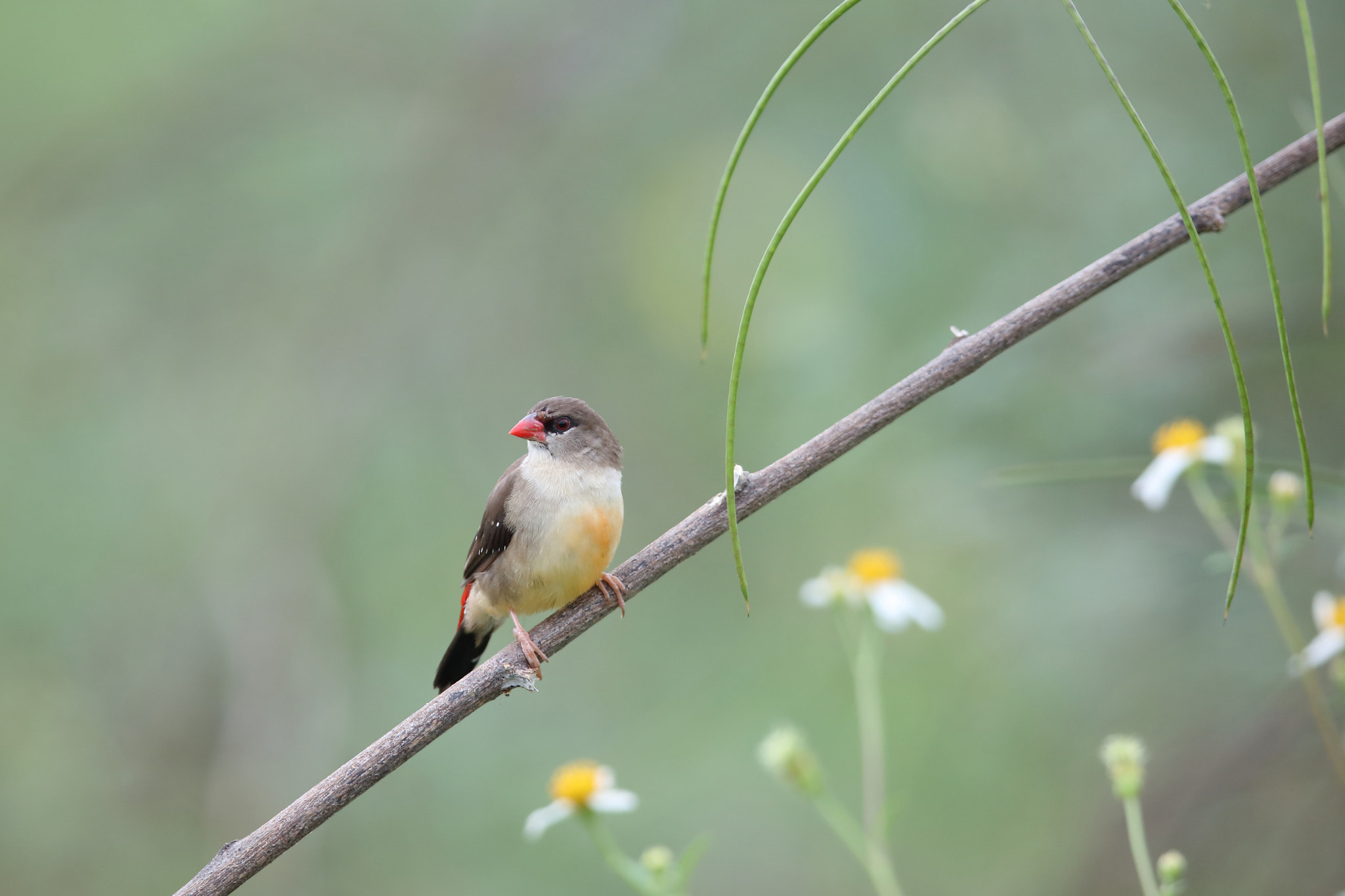 Canon EF 400mm F2.8L IS II USM sample photo. Red avadavat (female) photography