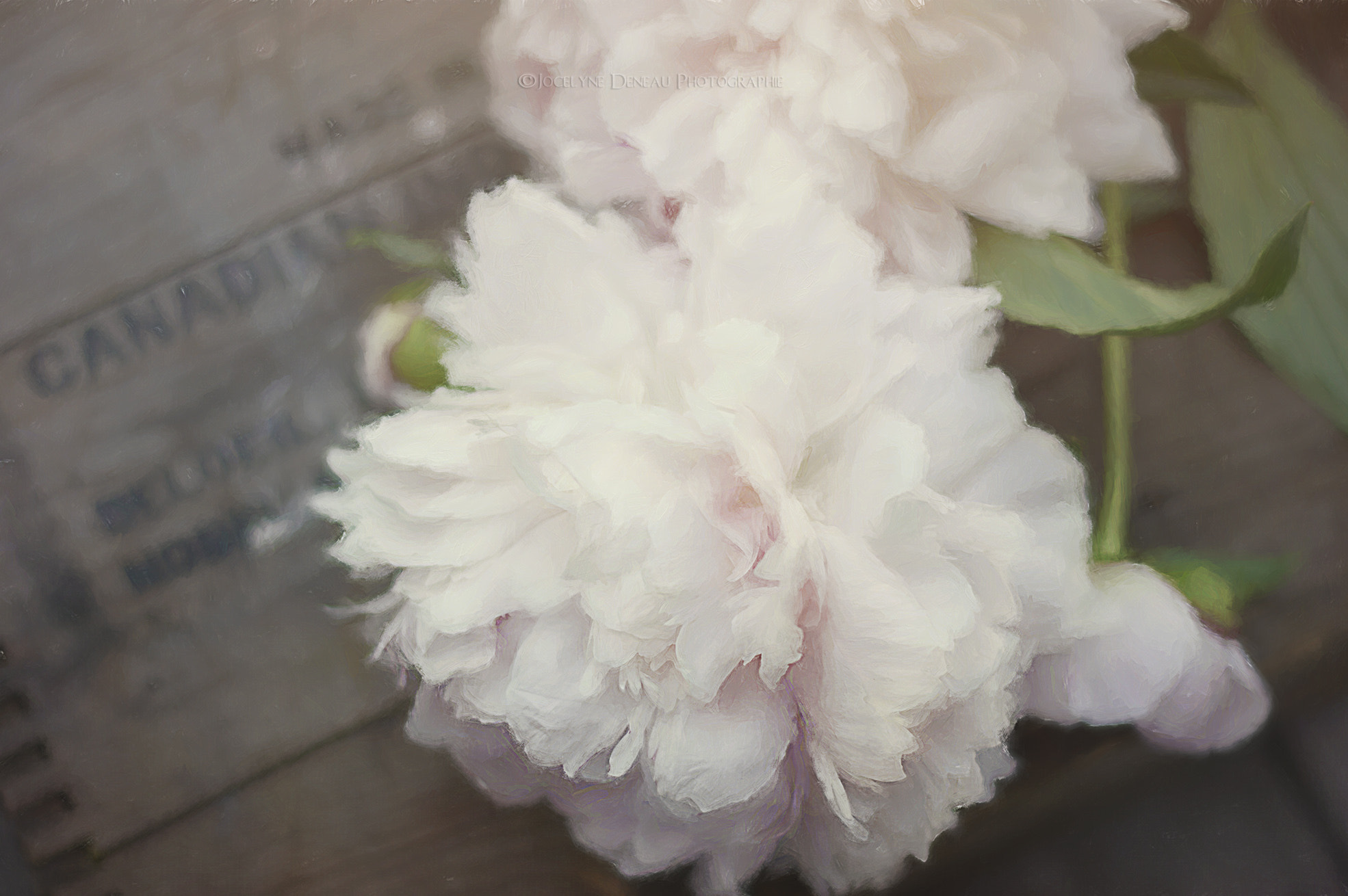 Pentax K-5 + Pentax smc DA 50mm F1.8 sample photo. . photography