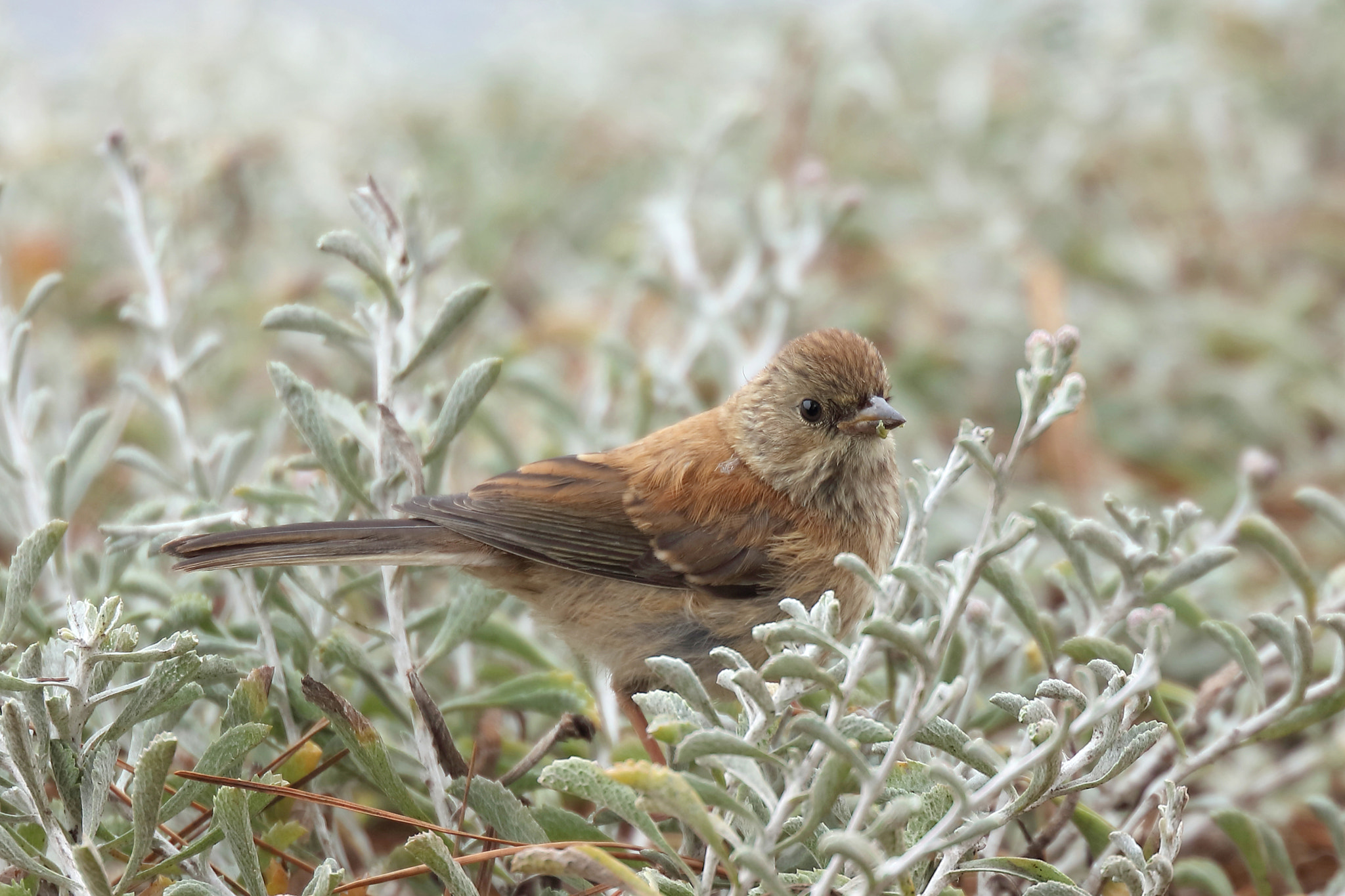 Canon EF 200mm F2L IS USM sample photo. Dark-eyed junco (female) photography