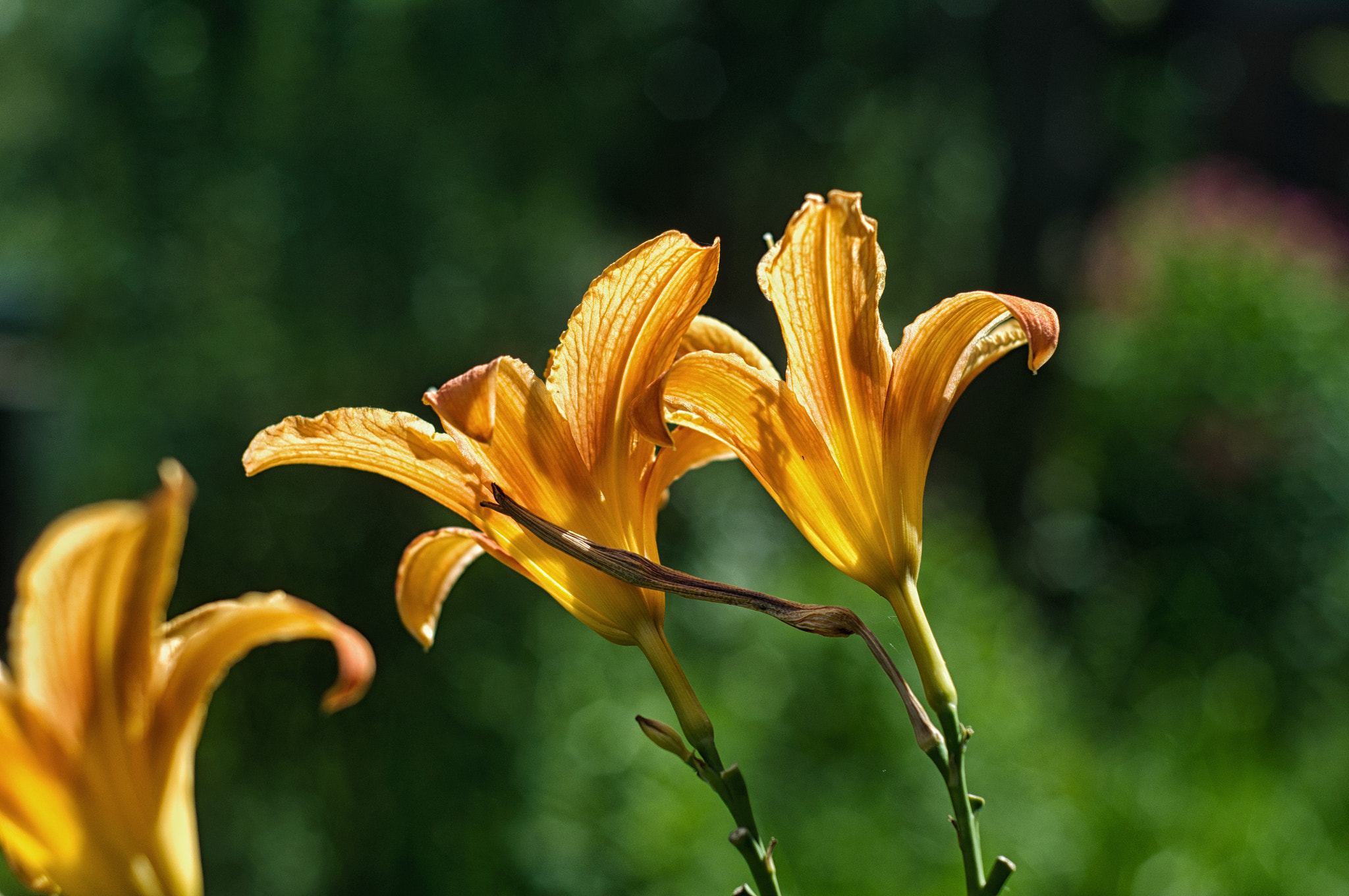 Nikon D5000 + Nikon AF Nikkor 50mm F1.8D sample photo. Transparent photography