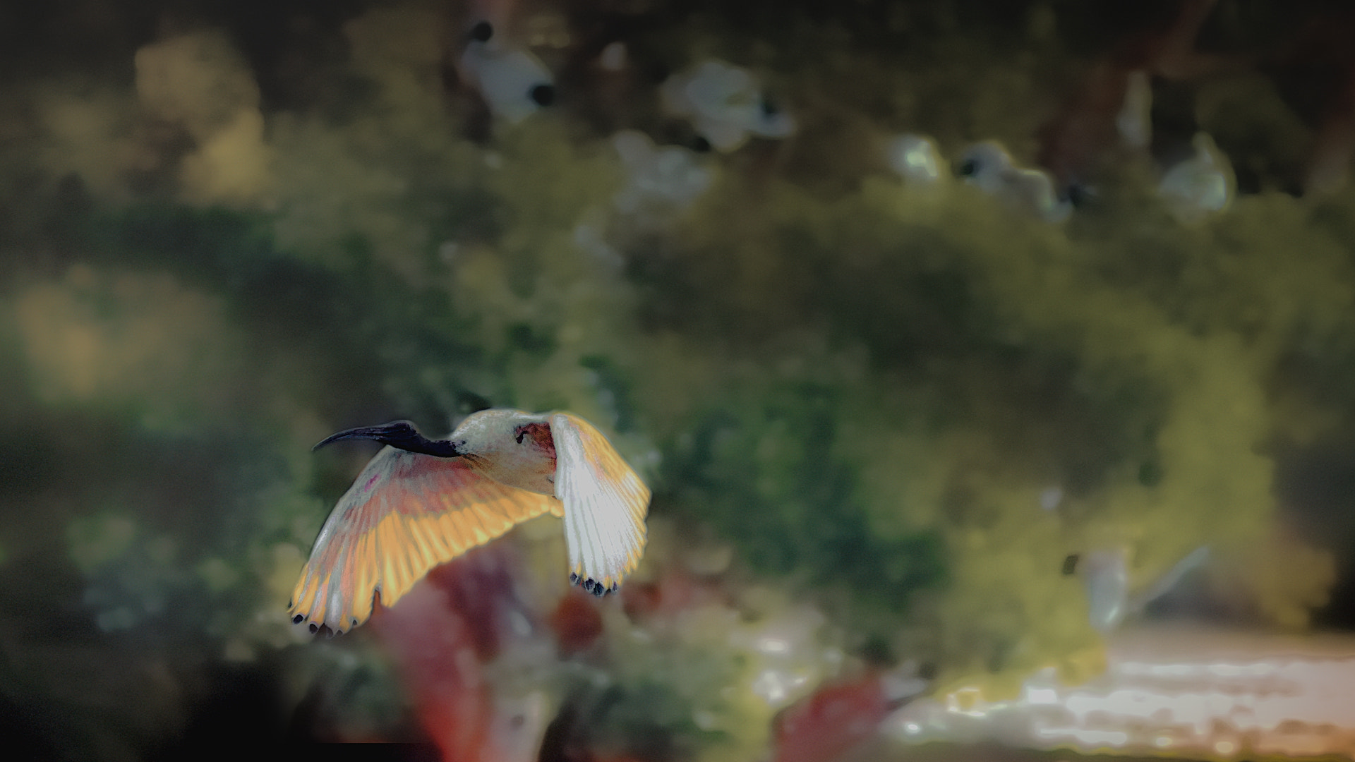 Sony Planar T* 85mm F1.4 ZA sample photo. Ibis in flight. photography