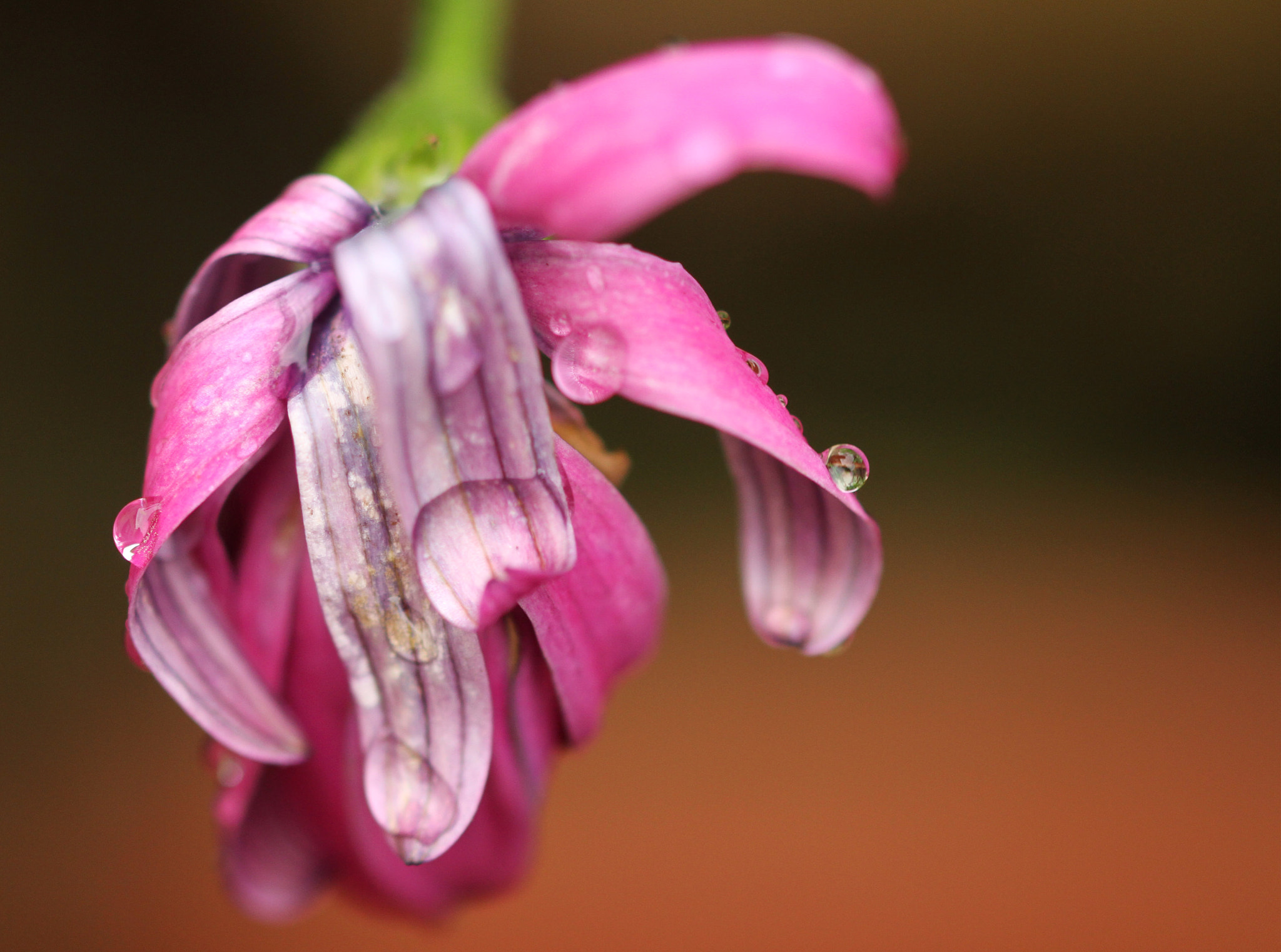 Canon EF 180mm F3.5L Macro USM sample photo. Survival photography