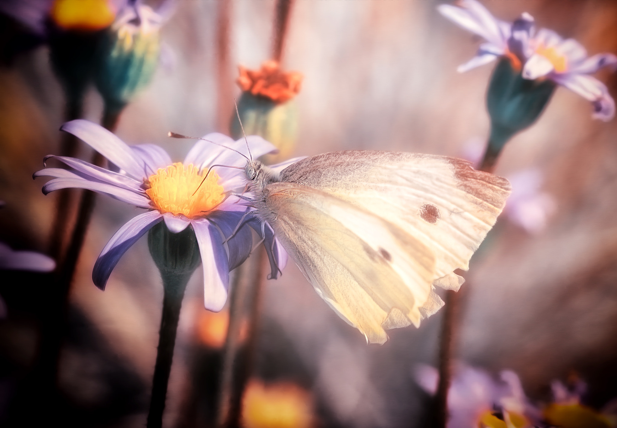 Sigma 105mm F2.8 EX DG OS HSM sample photo. Falter photography