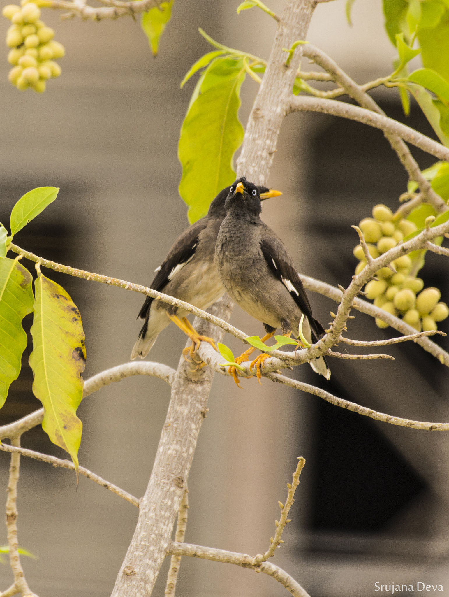 Nikon AF-S Nikkor 200-500mm F5.6E ED VR sample photo. Spectre photography