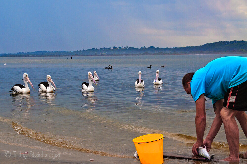 Nikon D300S sample photo. The pelican mafia photography