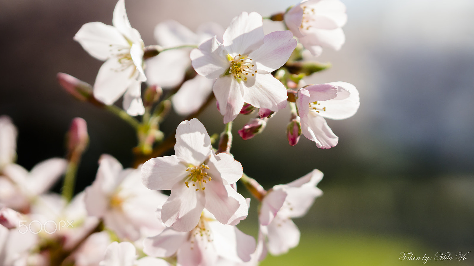 Sony Alpha NEX-6 + E 50mm F1.8 OSS sample photo. Sakura photography