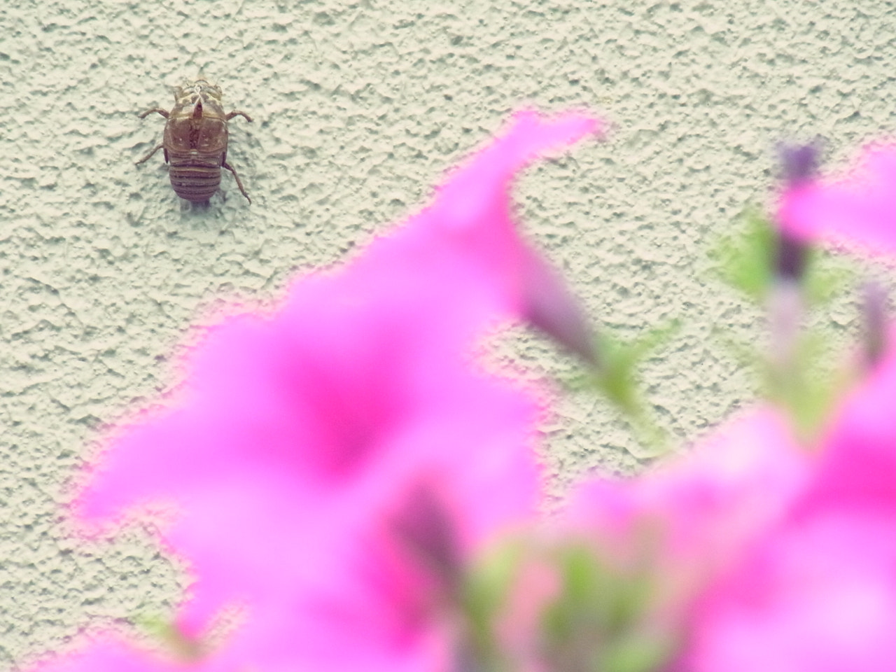 Ricoh CX5 sample photo. 蝉の抜け殻と花 photography