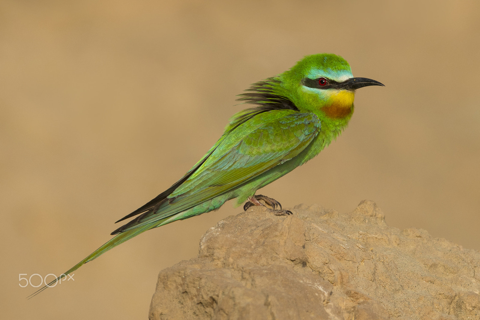 Nikon D5 + Nikon AF-S Nikkor 600mm F4G ED VR sample photo. Wonders of nature: blue cheeked bee eater!!! photography