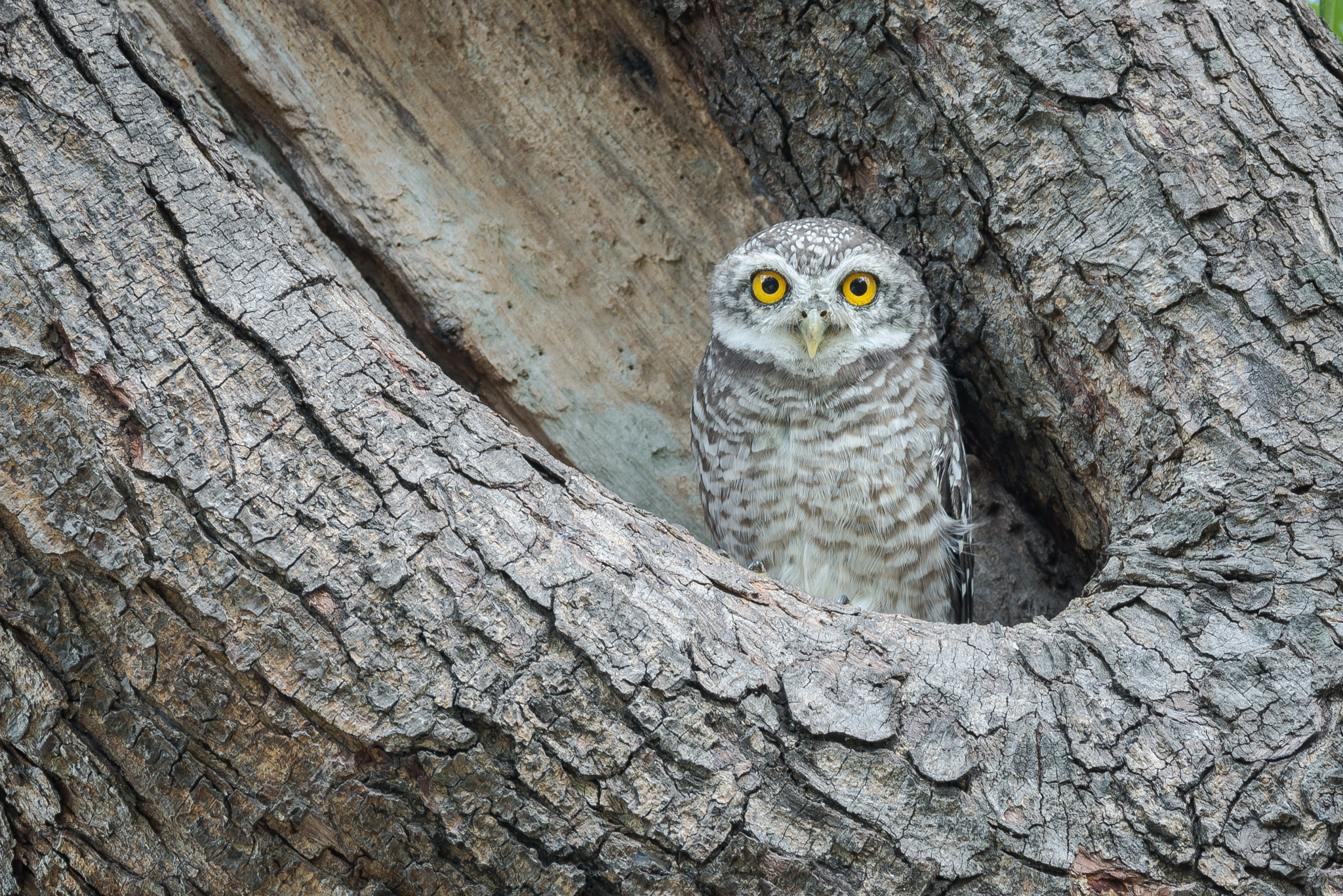Nikon AF-S Nikkor 600mm F4E FL ED VR sample photo. Spotted owlet photography