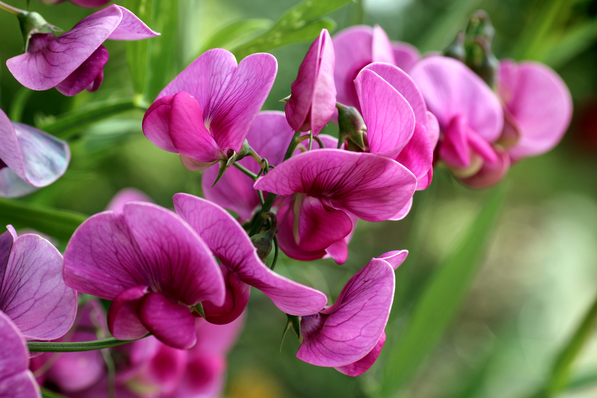 Sigma 70mm F2.8 EX DG Macro sample photo. Perrenial pink sweetpea photography