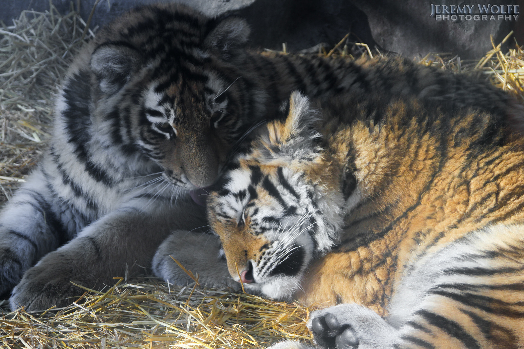 Sigma 18-125mm F3.8-5.6 DC OS HSM sample photo. Cubs photography