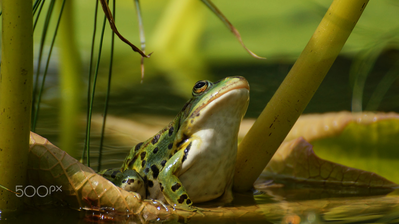 Tamron SP 70-300mm F4-5.6 Di USD sample photo. .....pool frog..... photography